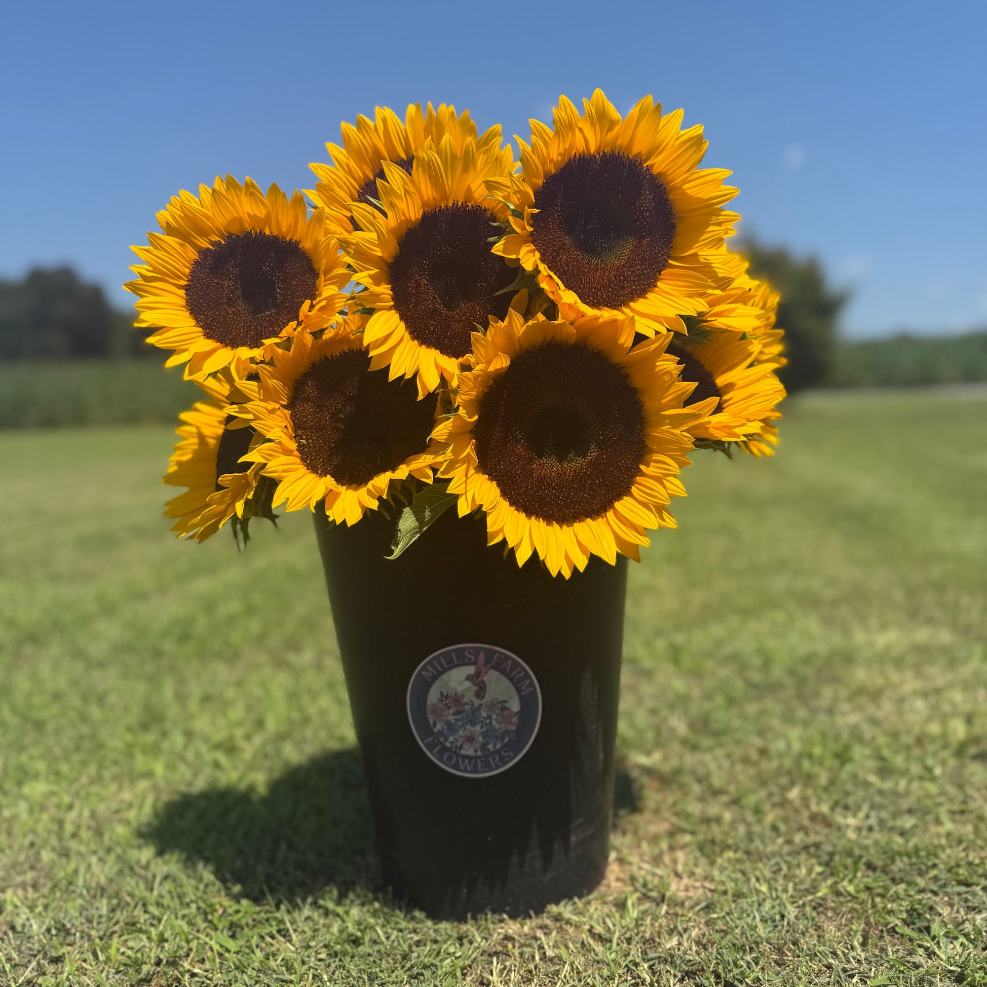 HELIANTHUS annuus Sunbright