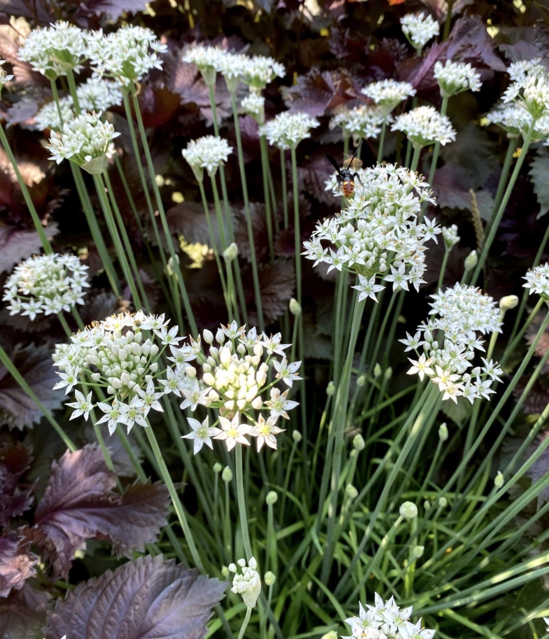 ALLIUM tuberosum
