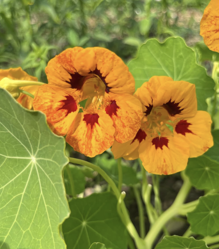 TROPAEOLUM majus Kaleidoscope