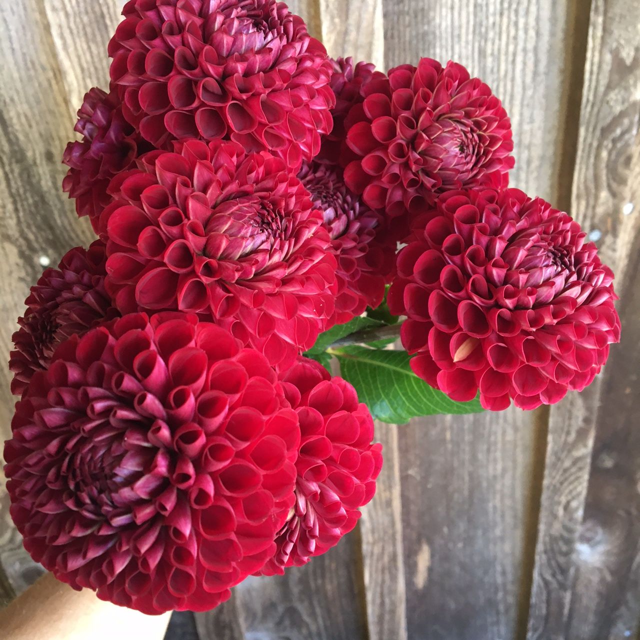 DAHLIA Cornel