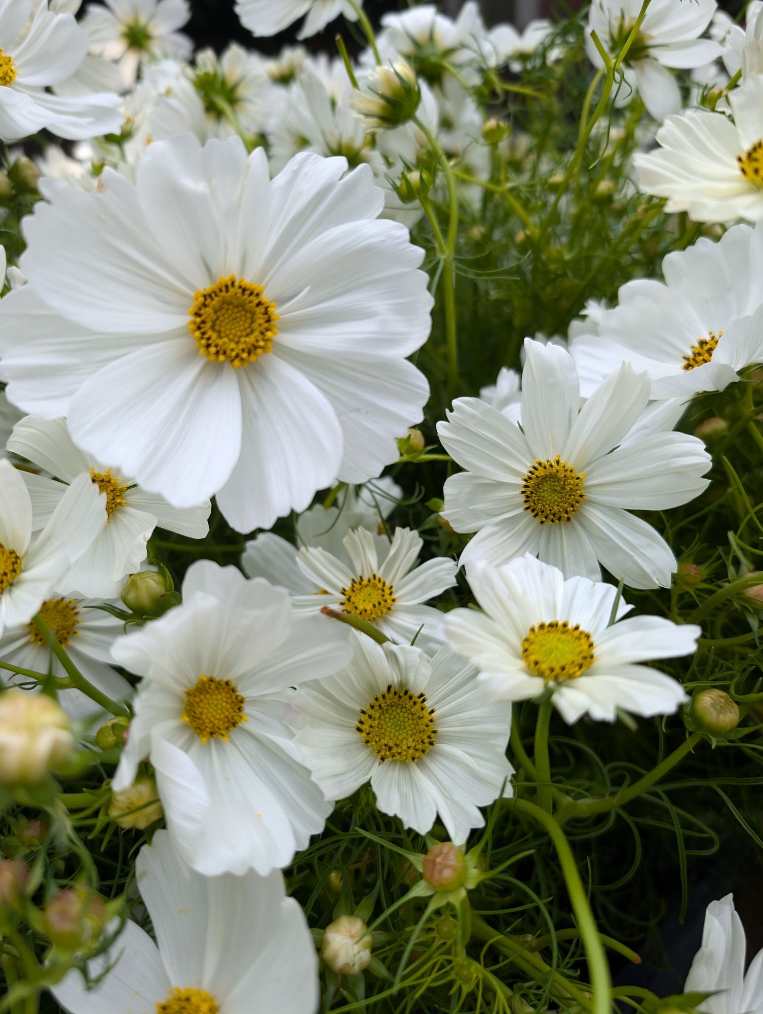 COSMOS bipinnatus Afternoon White