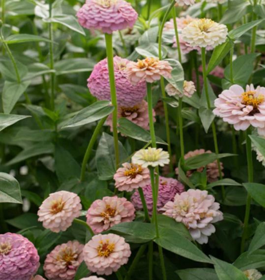 ZINNIA elegans Victorian Wedding
