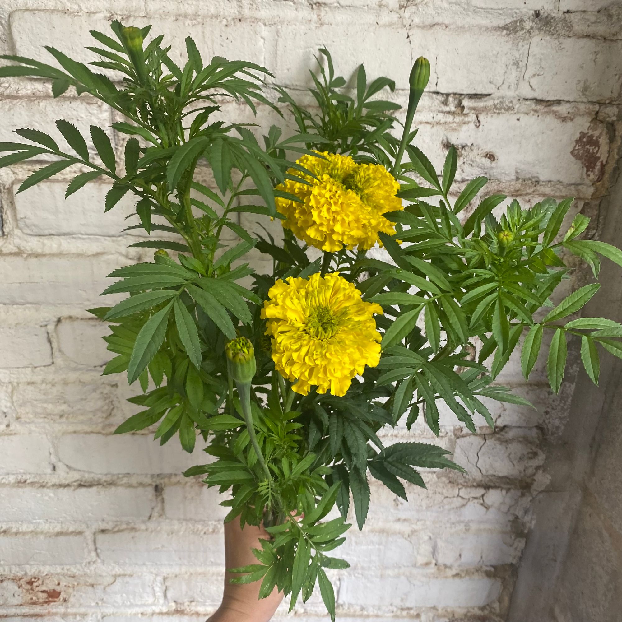TAGETES erecta