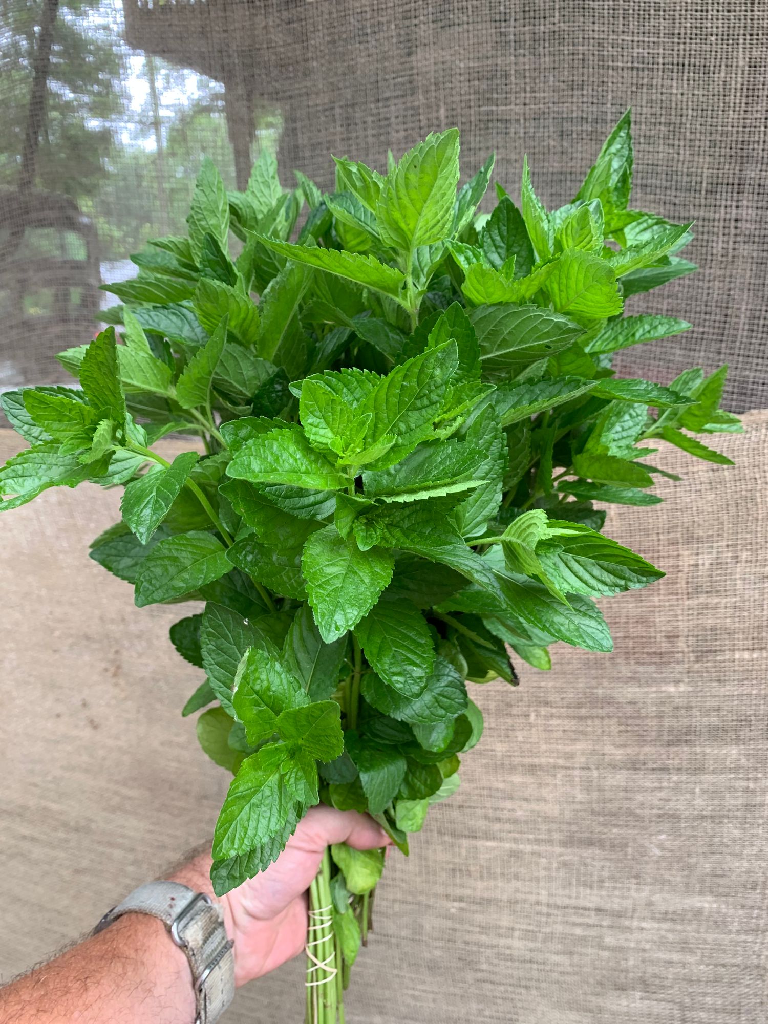 MENTHA spicata
