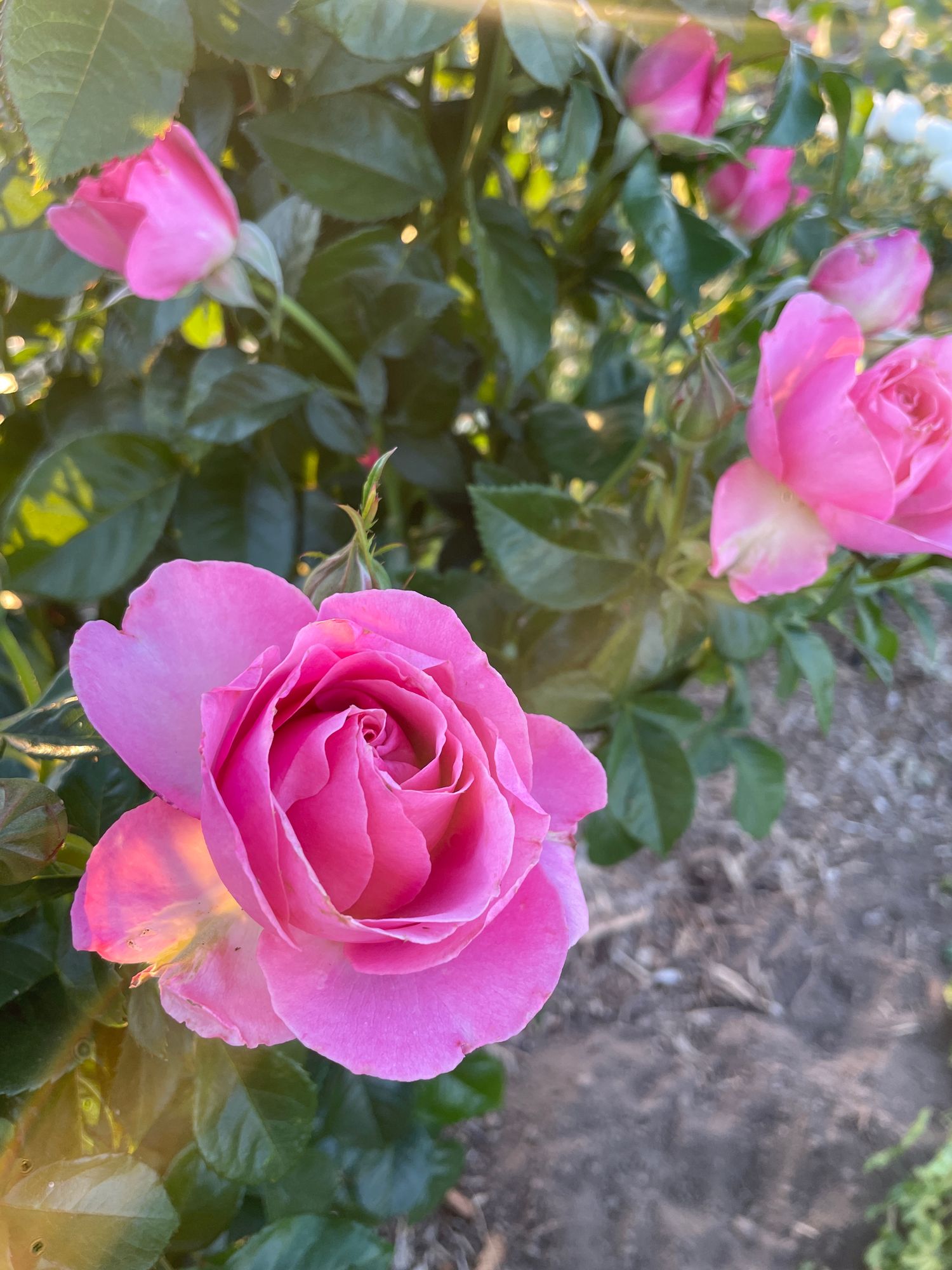ROSA hybrida All Dressed Up