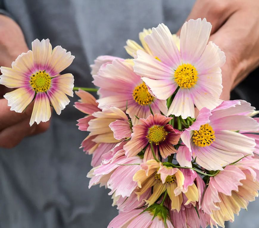 COSMOS bipinnatus Apricot Lemonade