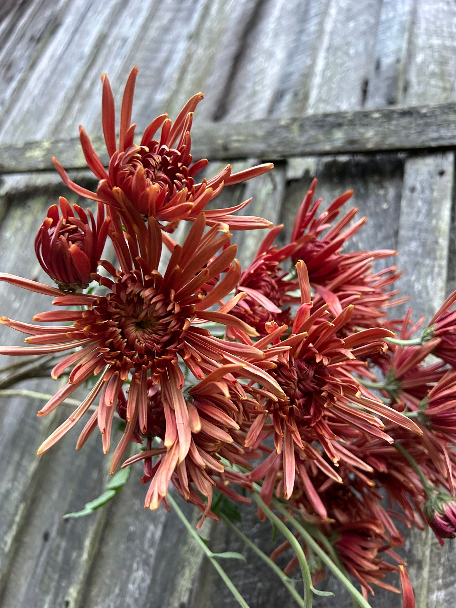 CHRYSANTHEMUM x Red Headliner