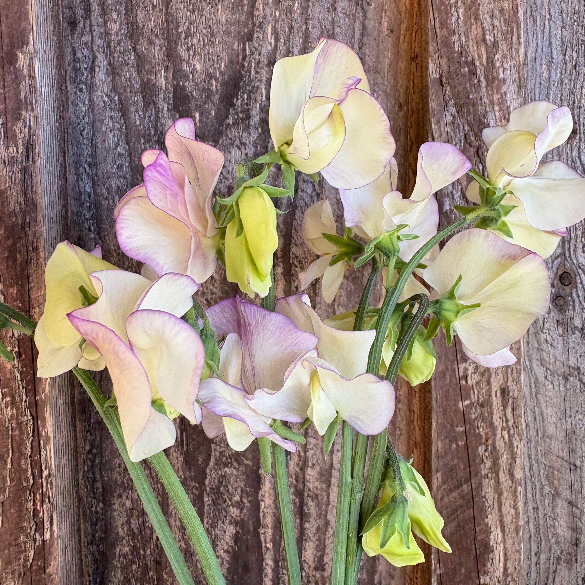 LATHYRUS odoratus April In Paris