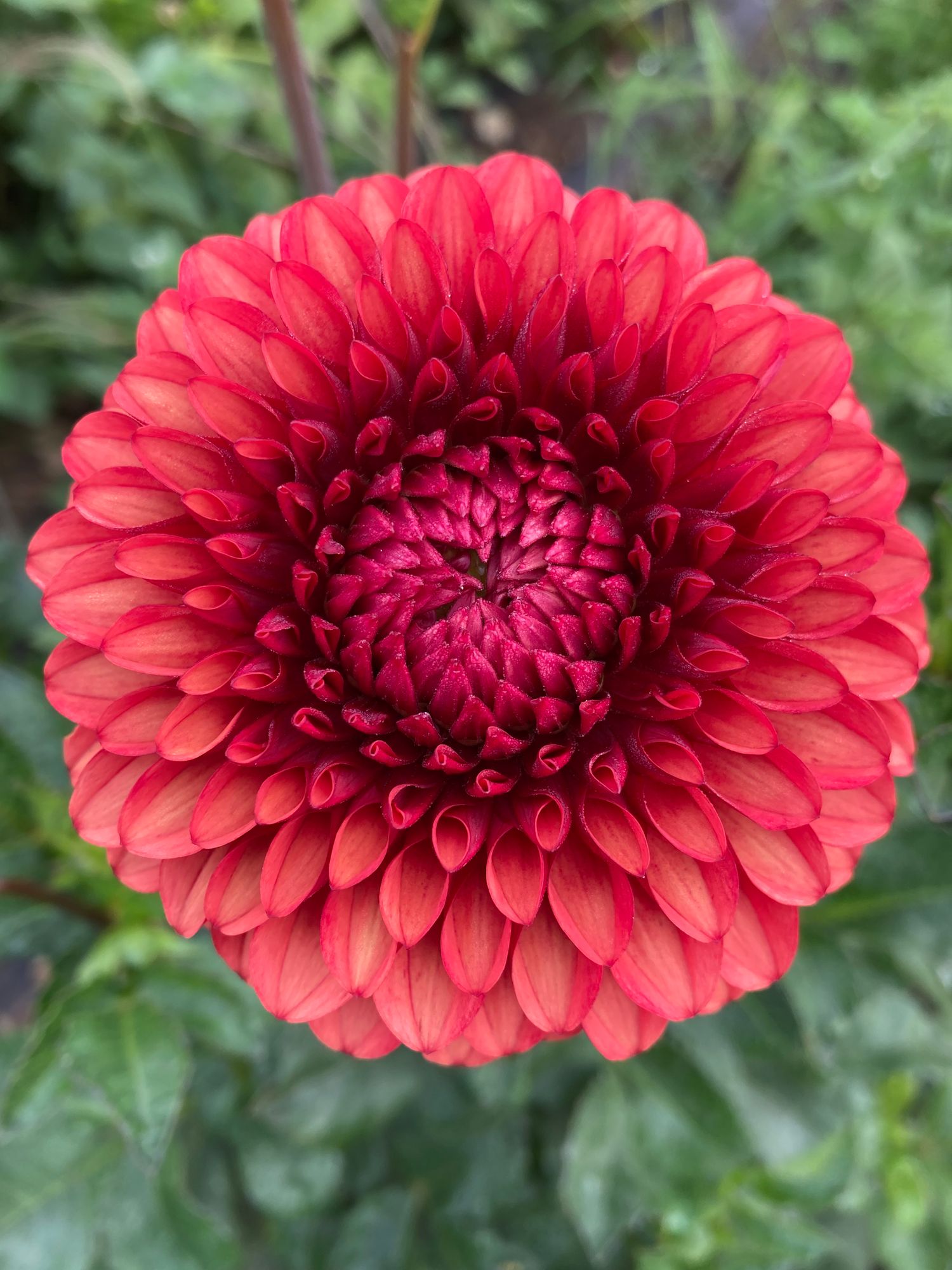 DAHLIA Brown Sugar