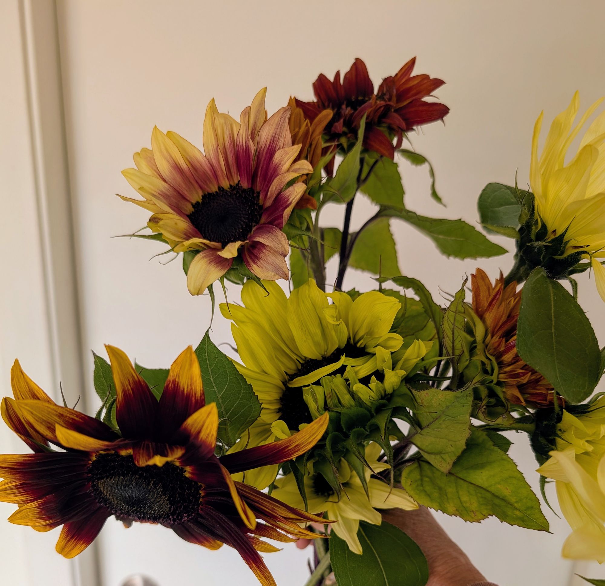 HELIANTHUS annuus