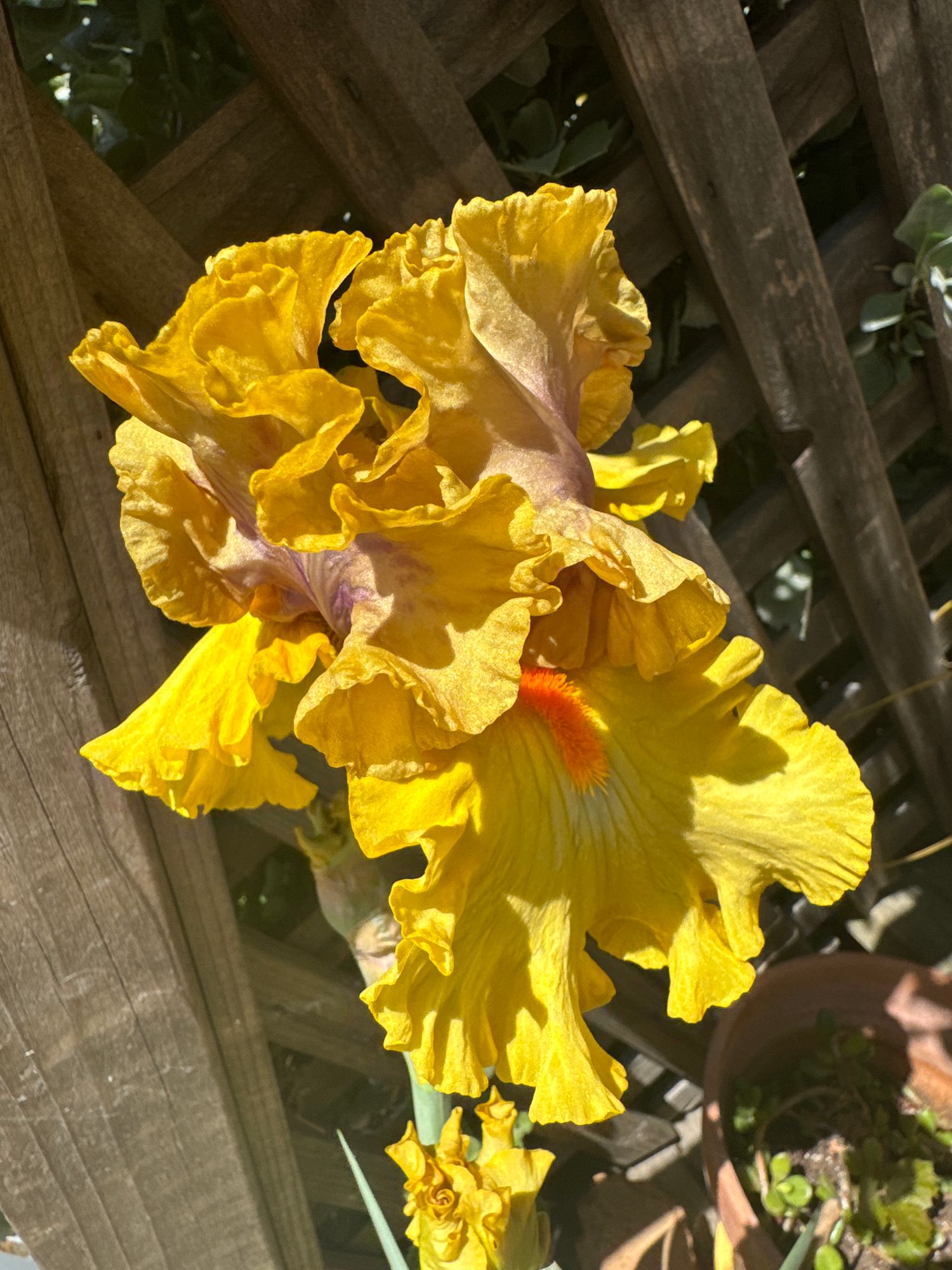 IRIS germanica Idle Rich