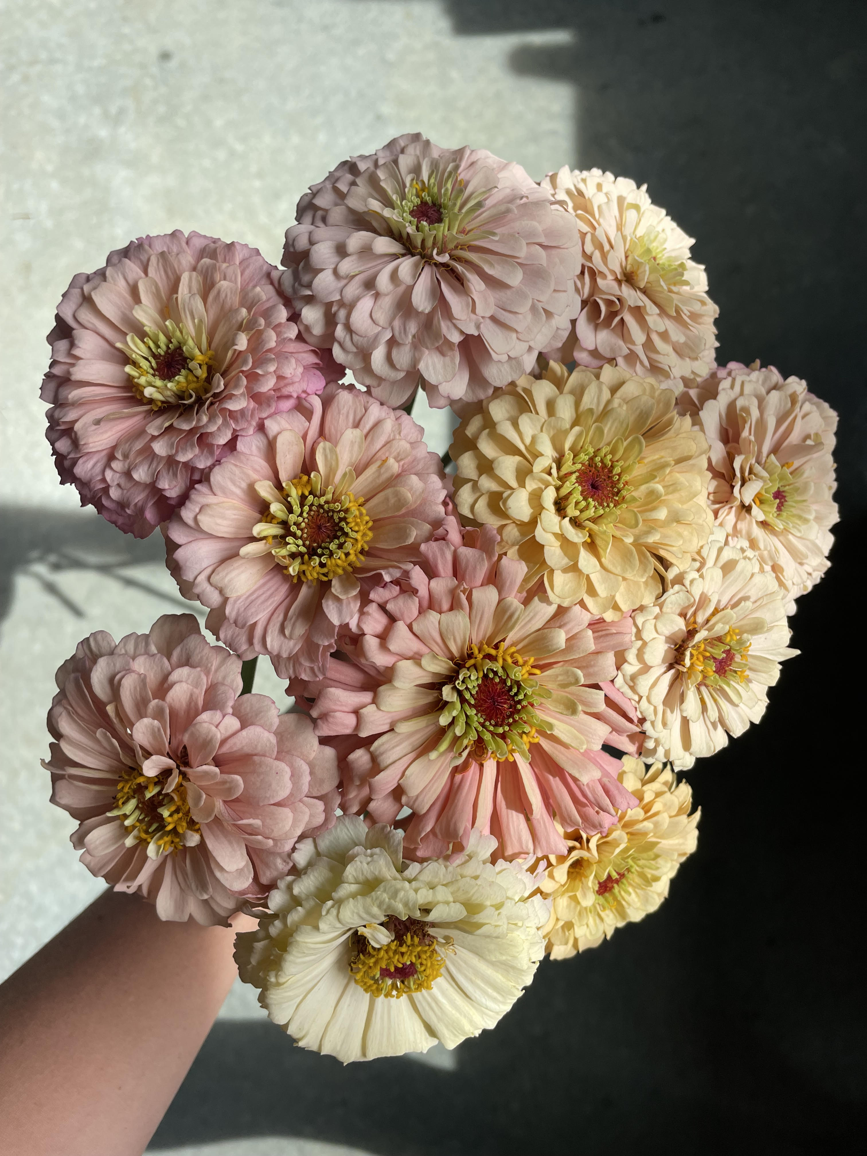 ZINNIA elegans Dawn Creek Pastels