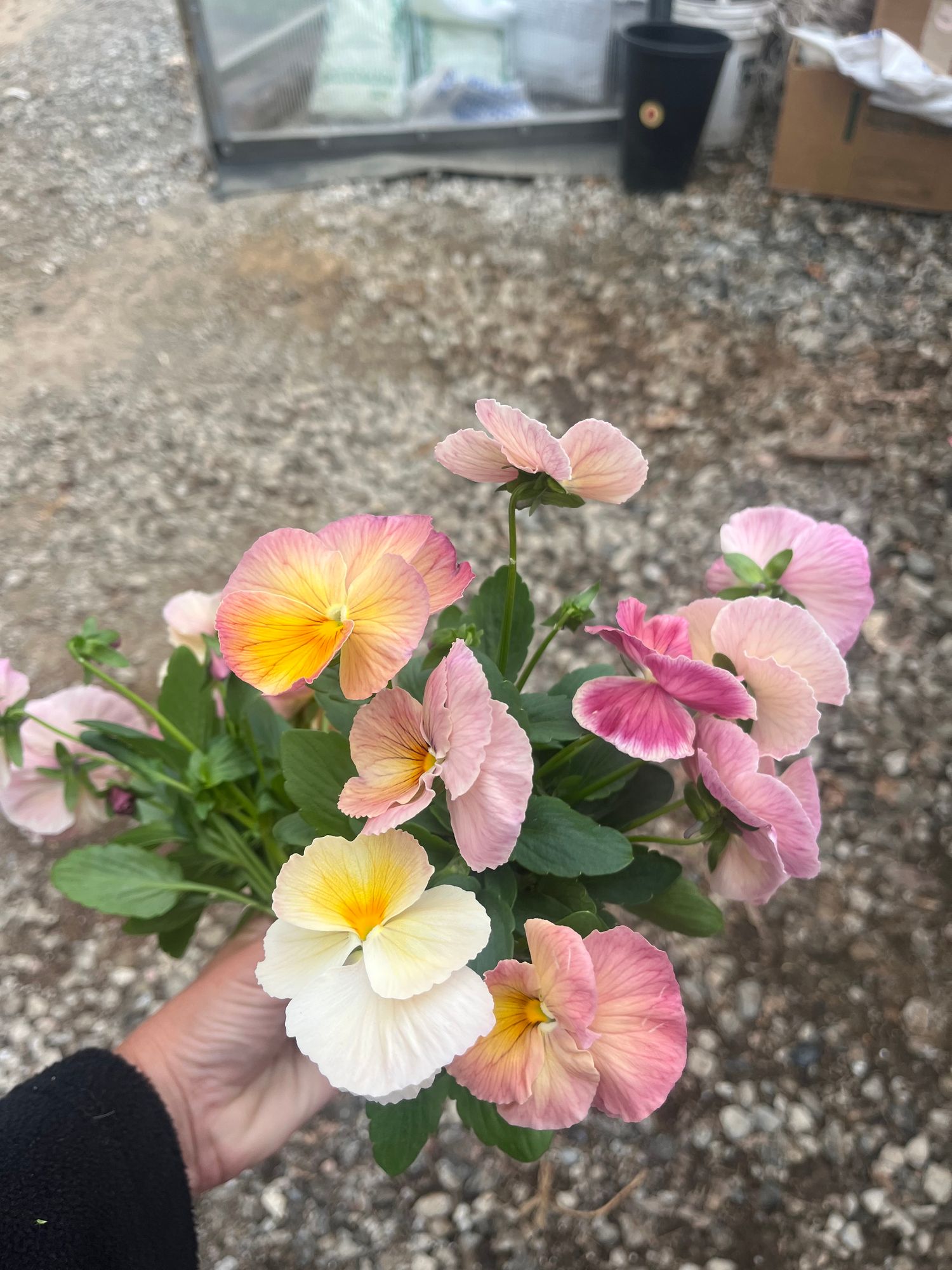 VIOLA x wittrockiana Nature Antique Shades