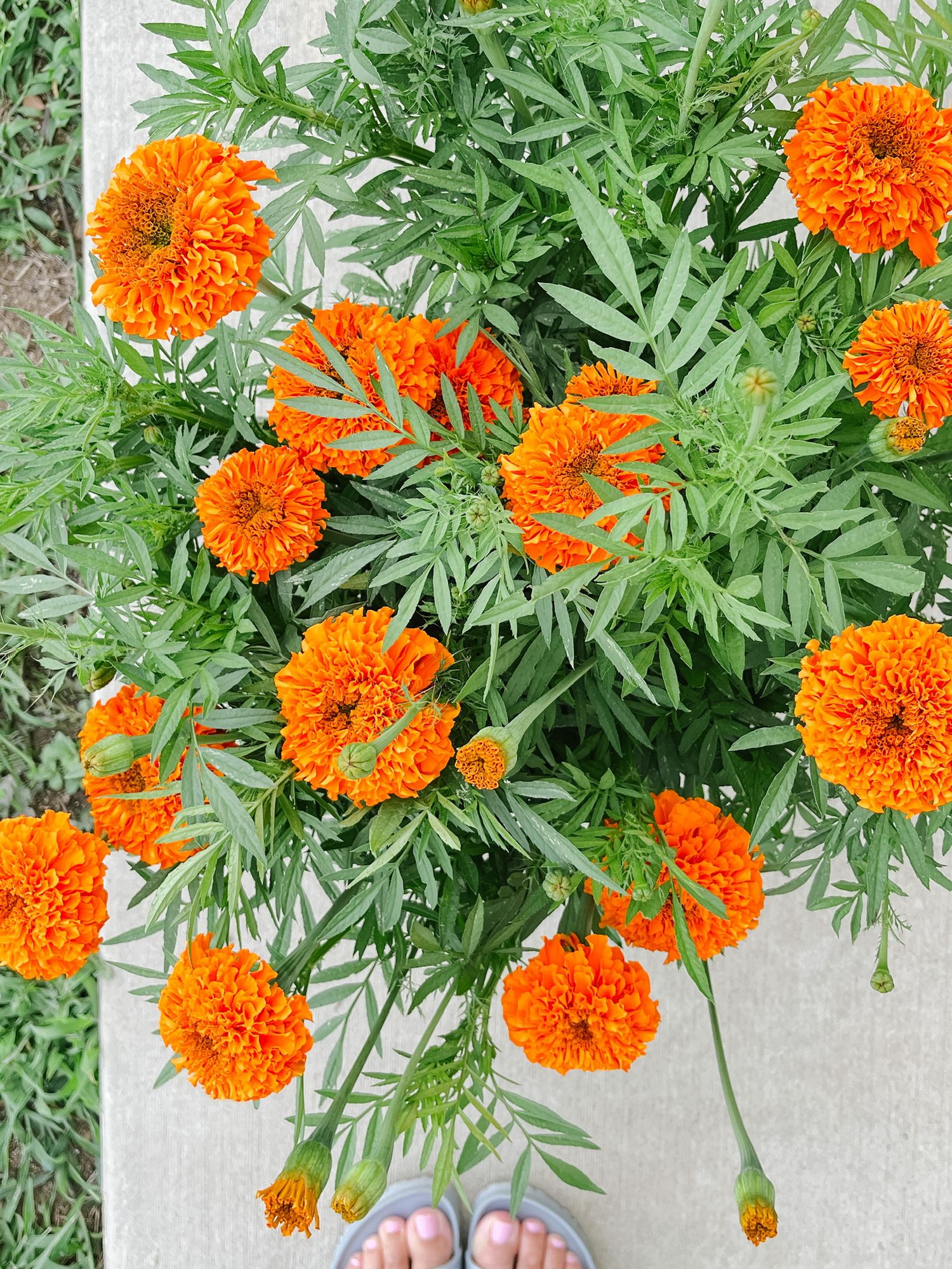 TAGETES erecta