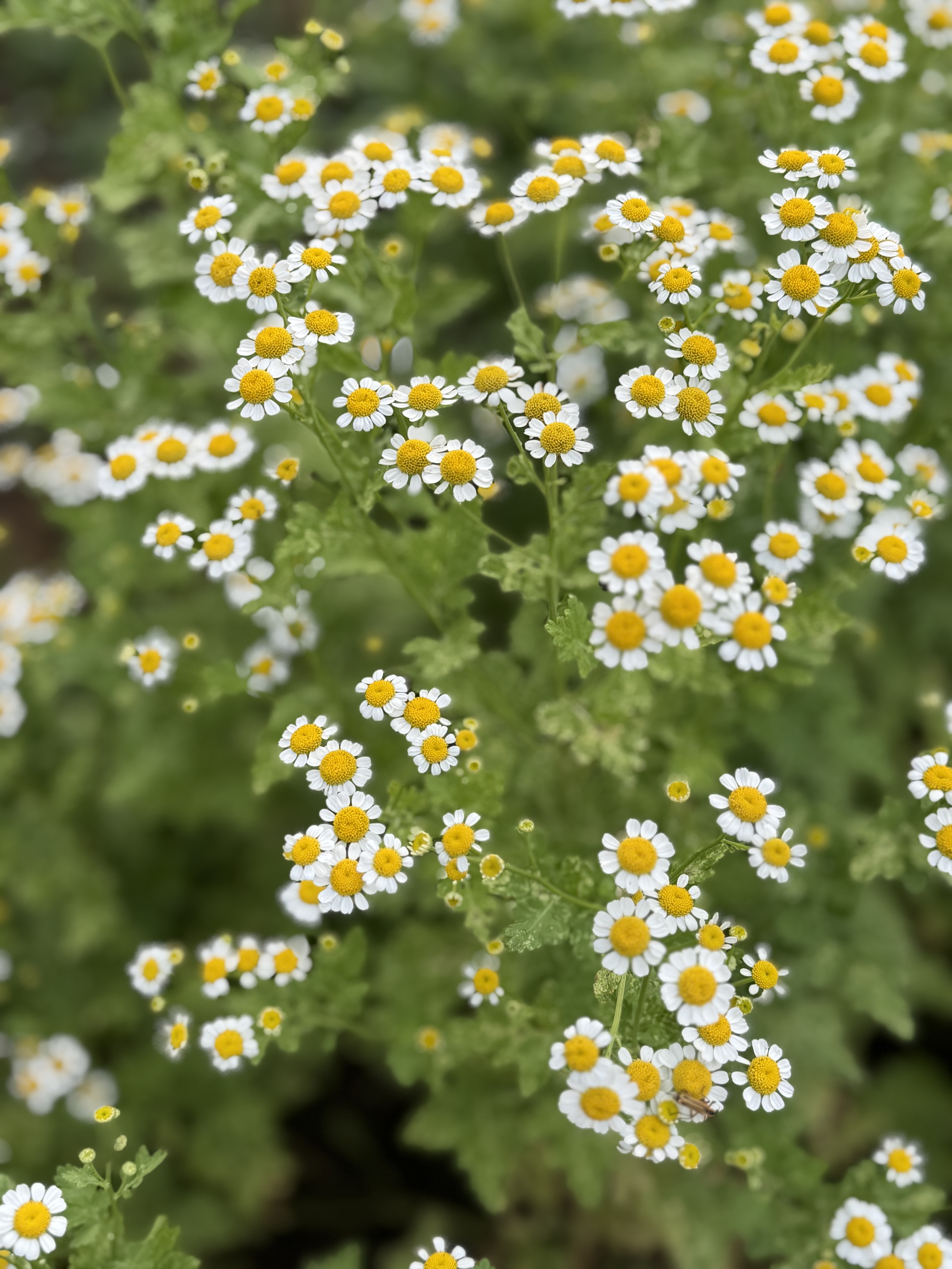 TANACETUM parthenium Vegmo Single