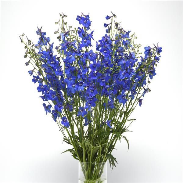 DELPHINIUM