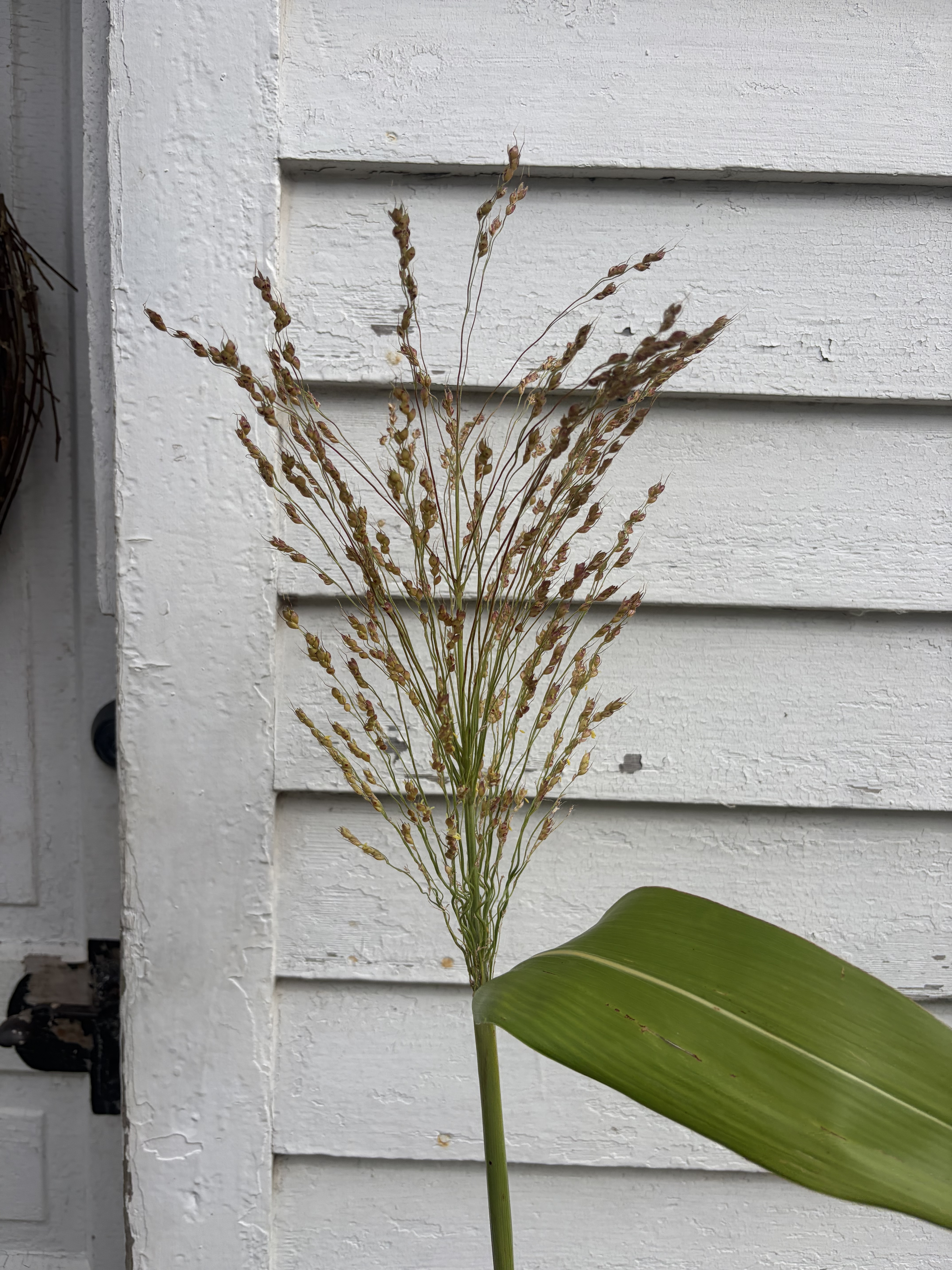 SORGHUM vulgare