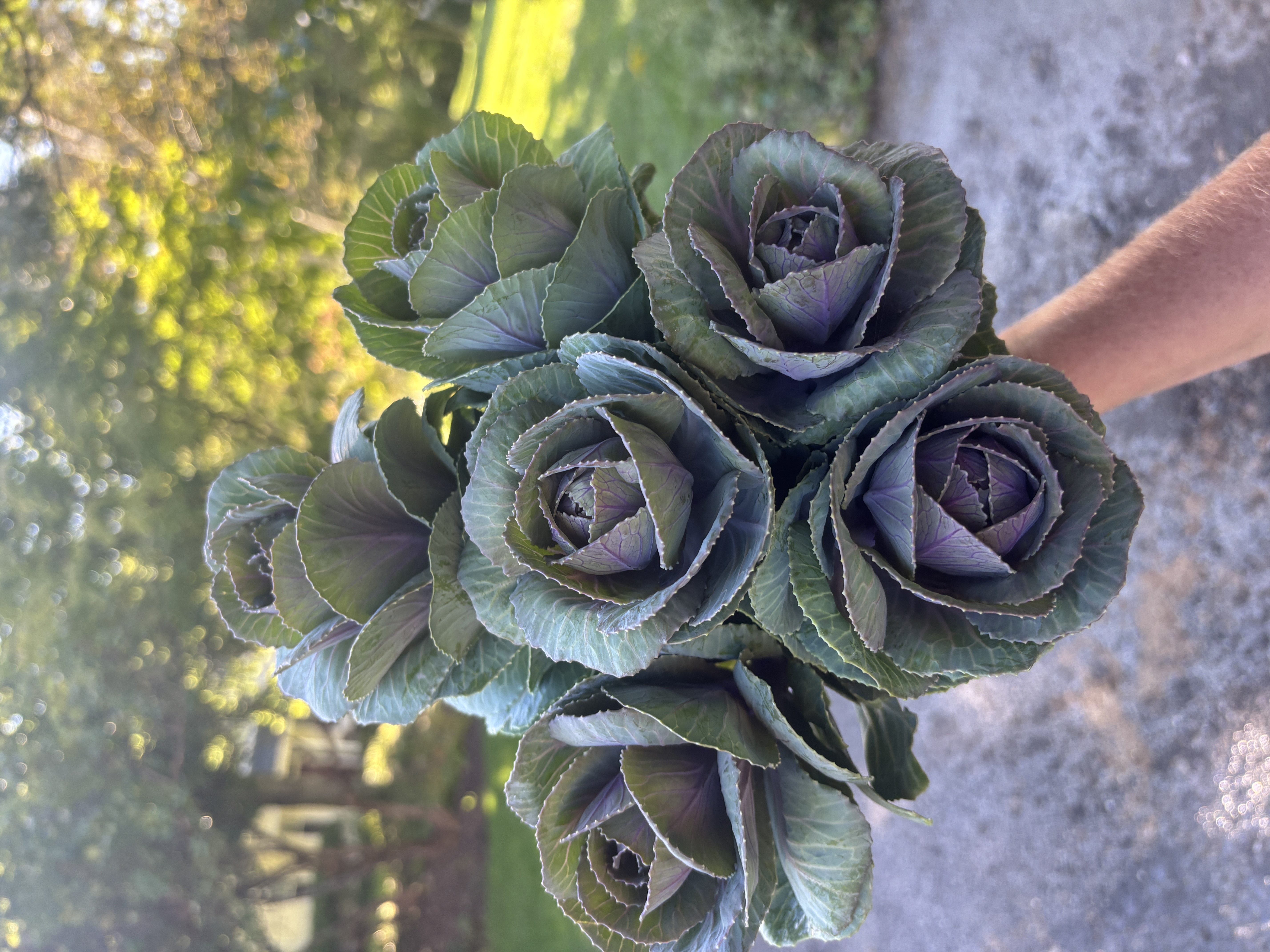 BRASSICA oleracea Crane Pink