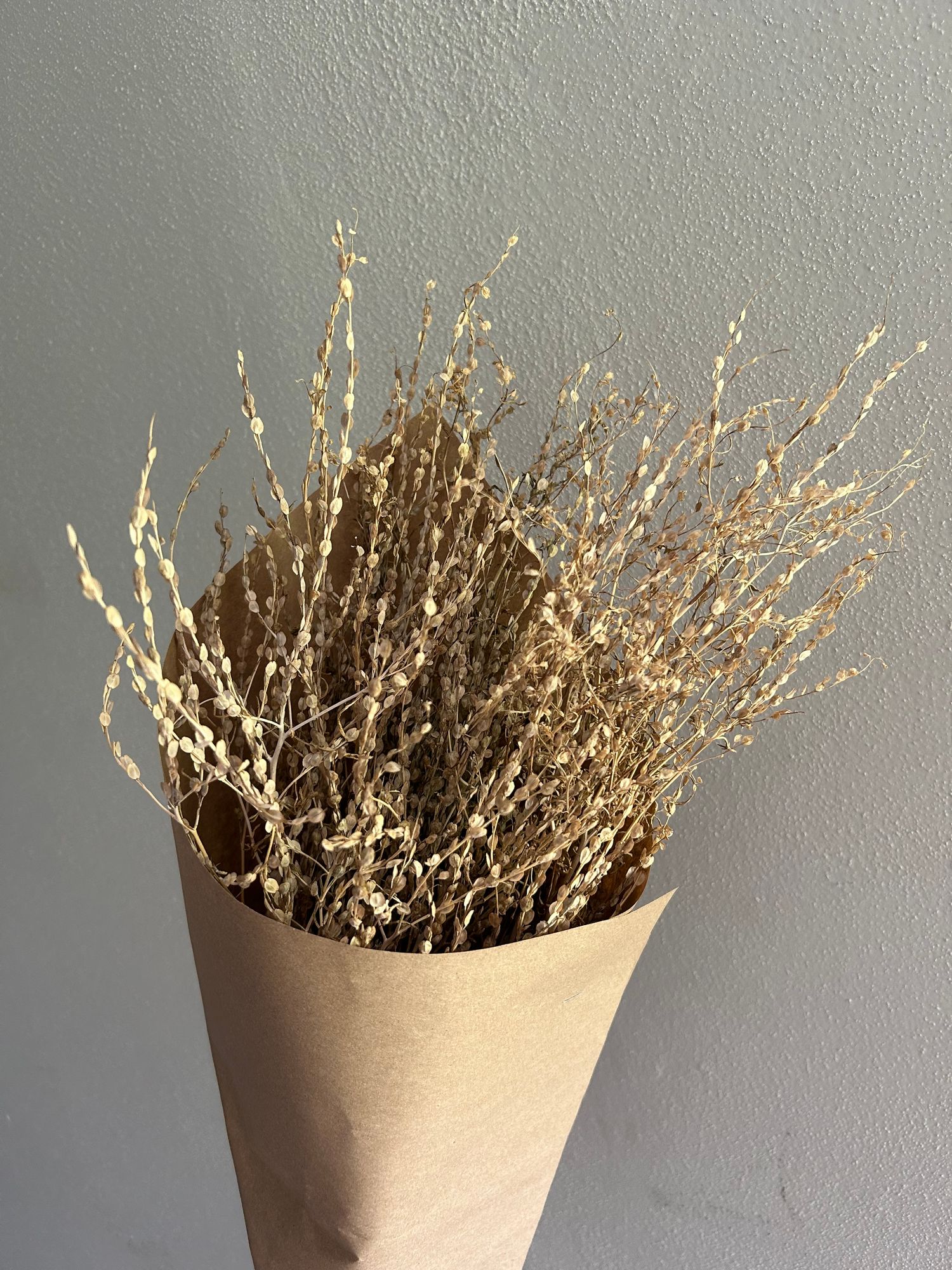 LEPIDIUM sativum