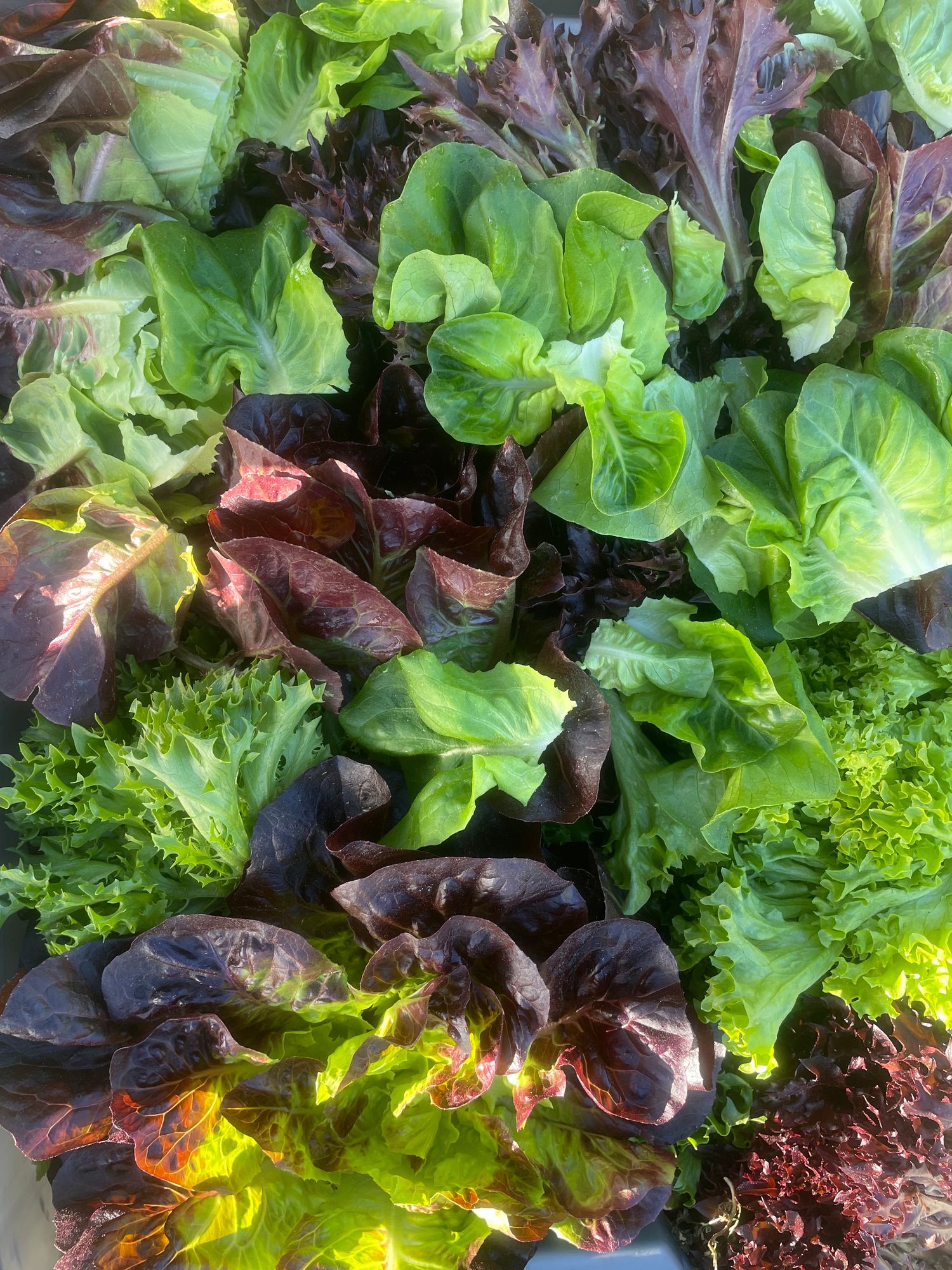 Lettuce Mix
