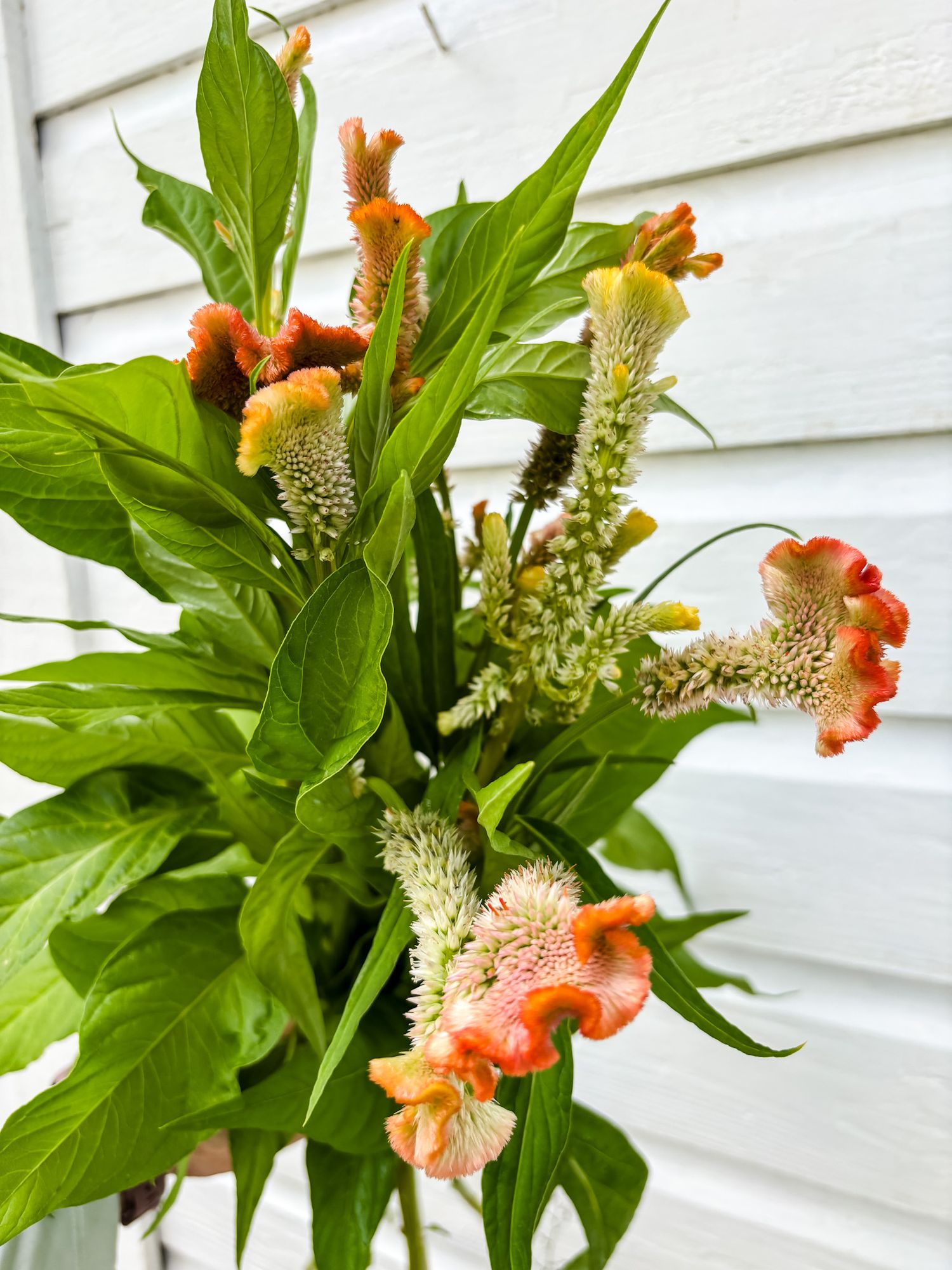 CELOSIA argentea var. plumosa Coral Reef