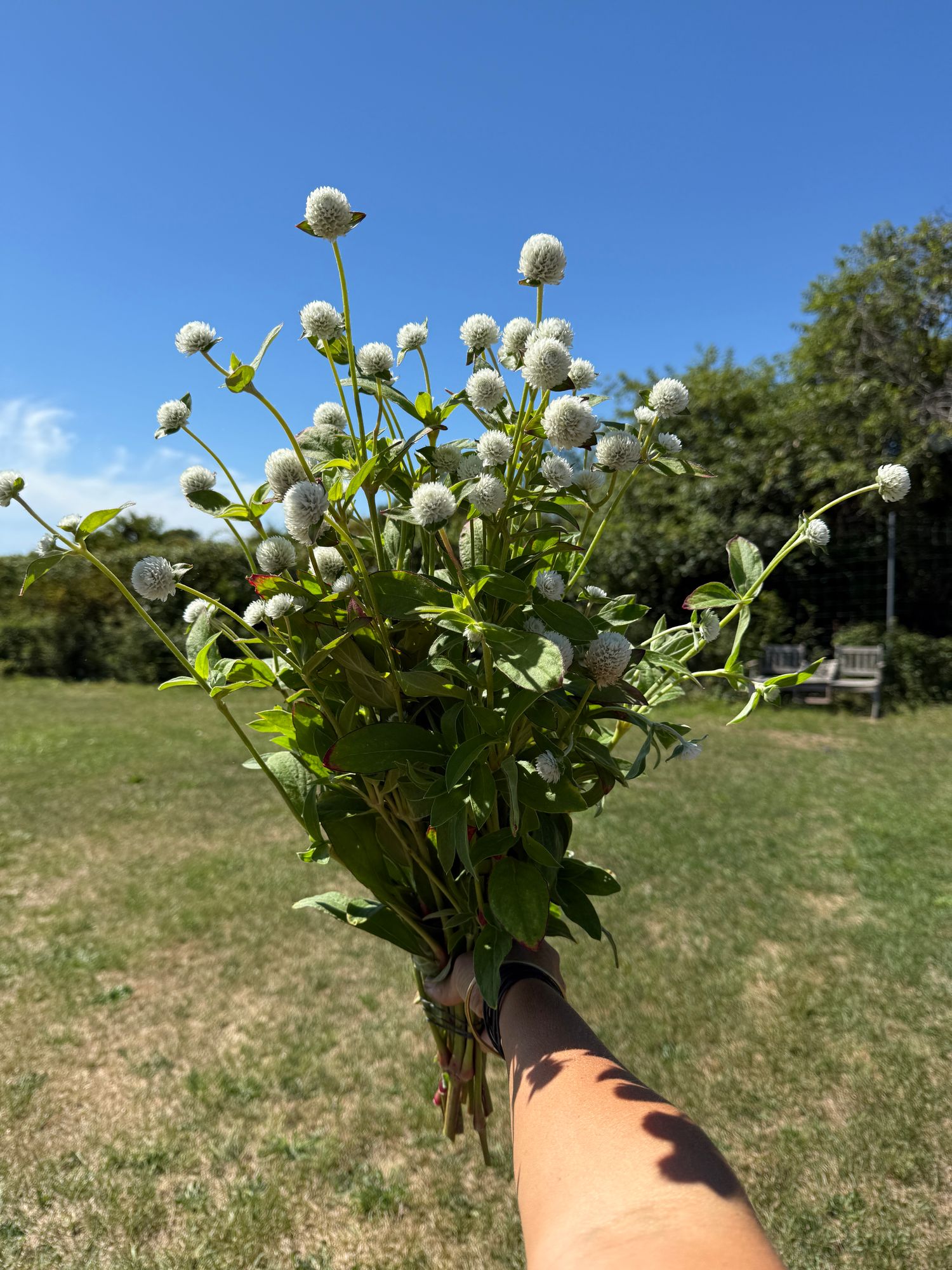 GOMPHRENA globosa