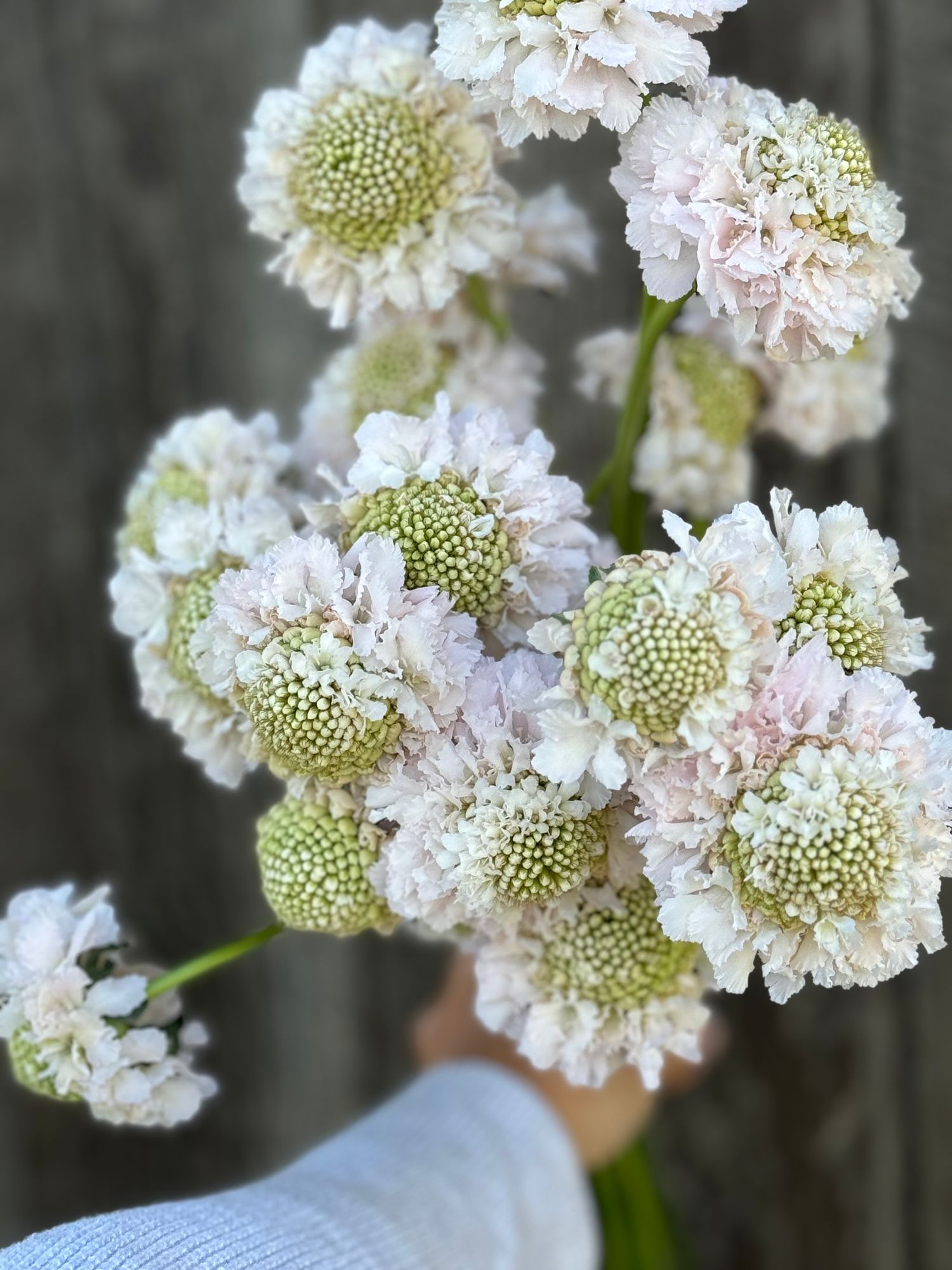 SCABIOSA