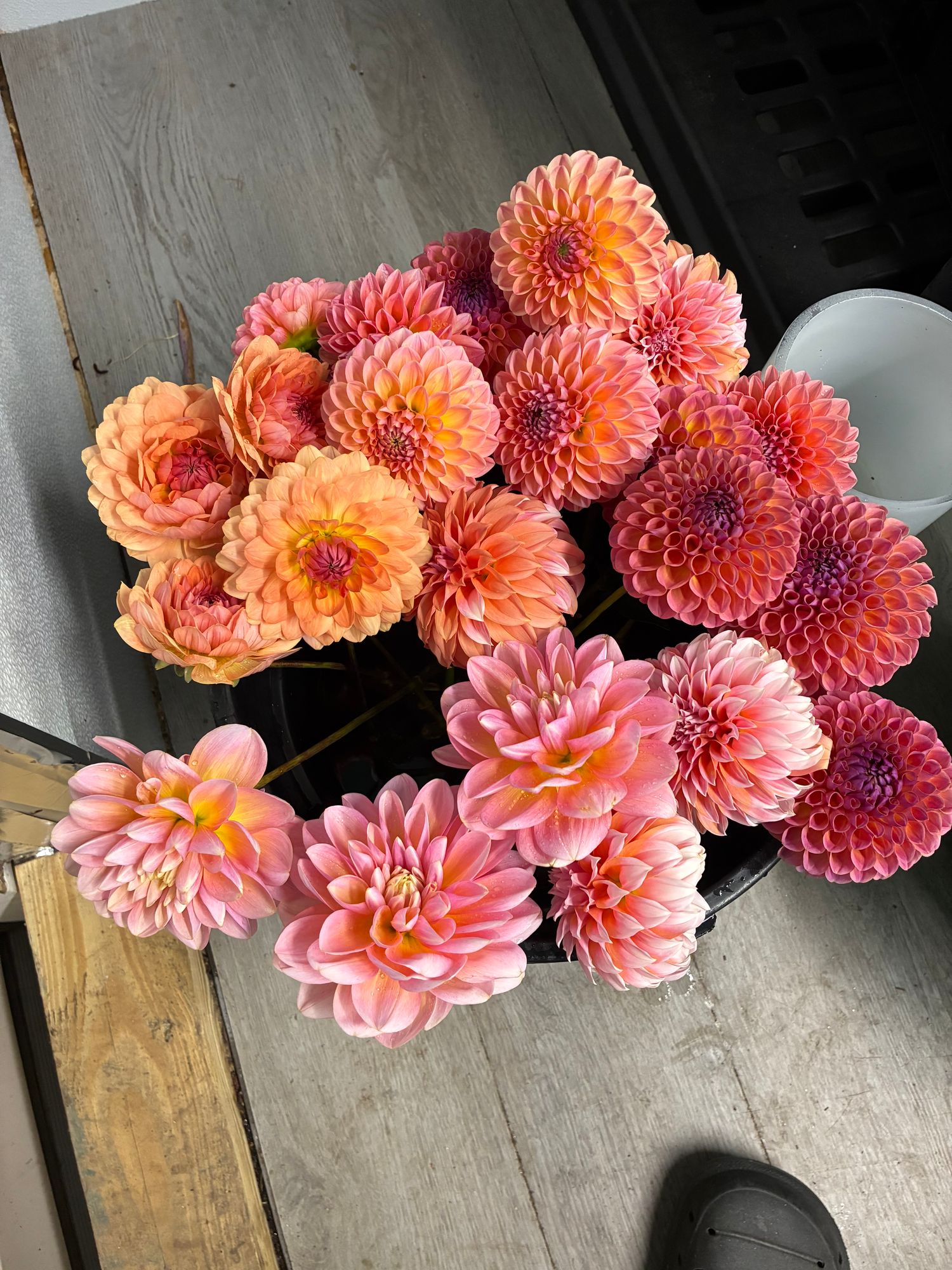 DAHLIA Ball