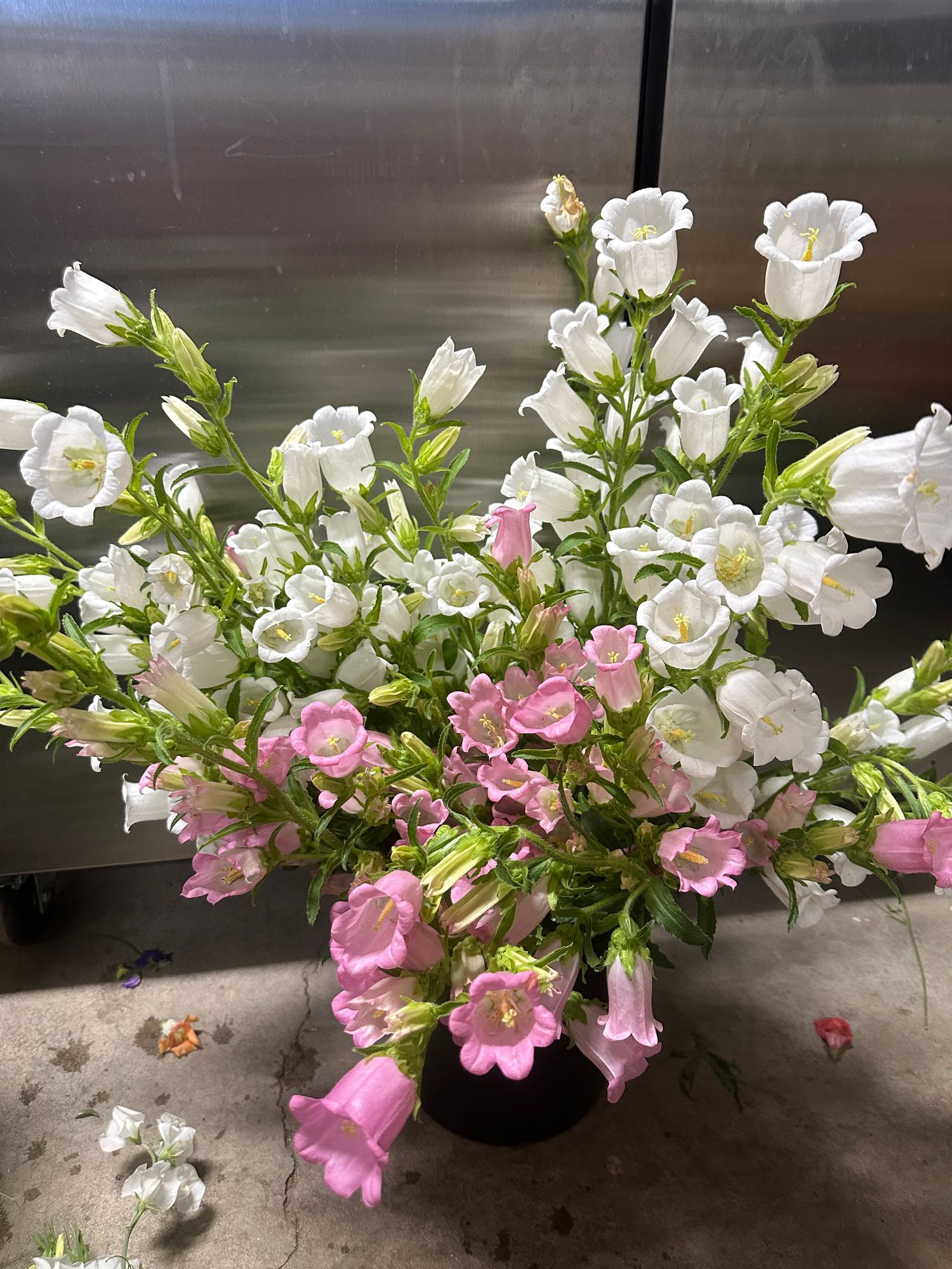 CAMPANULA medium