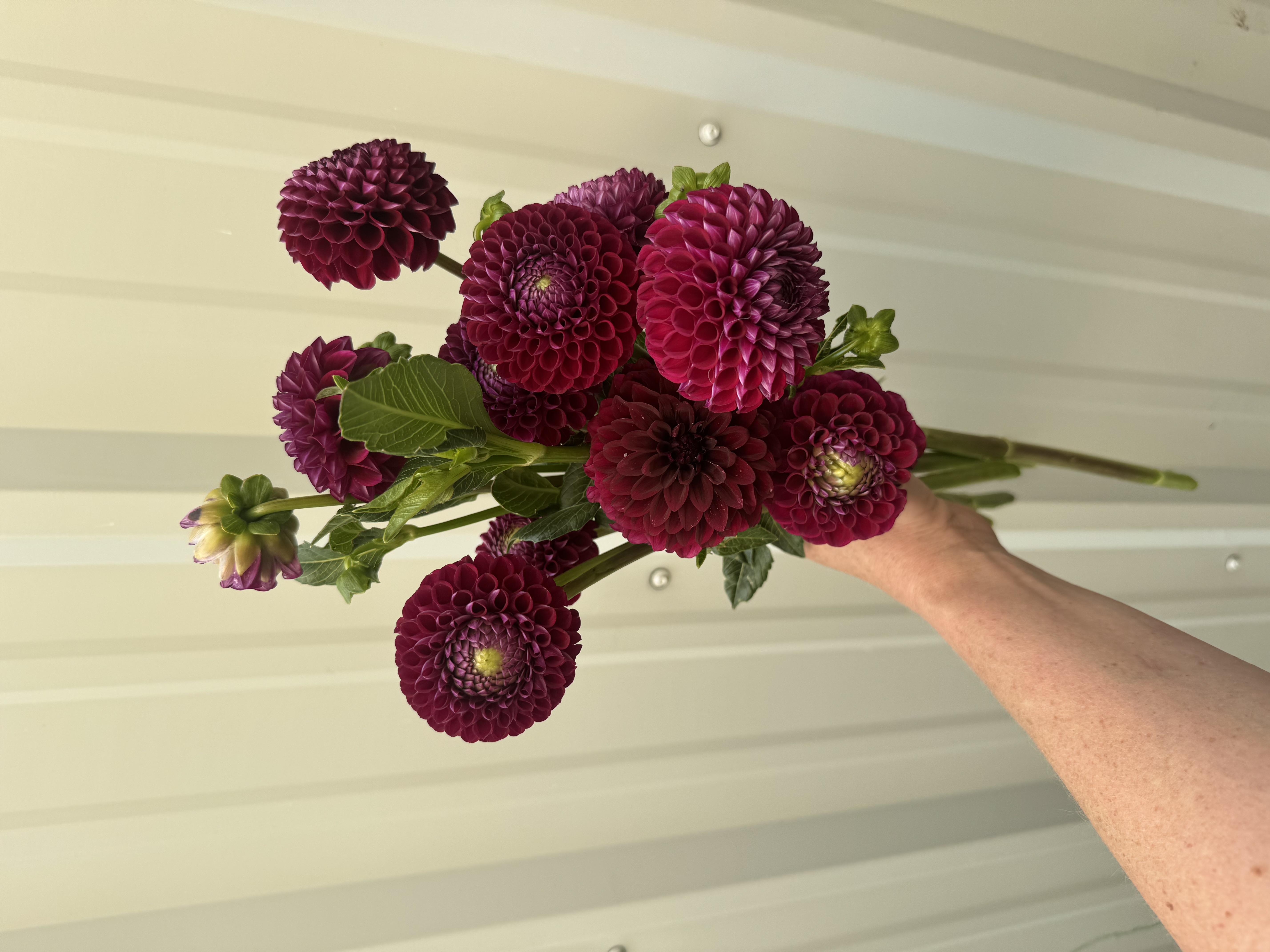 DAHLIA Ball