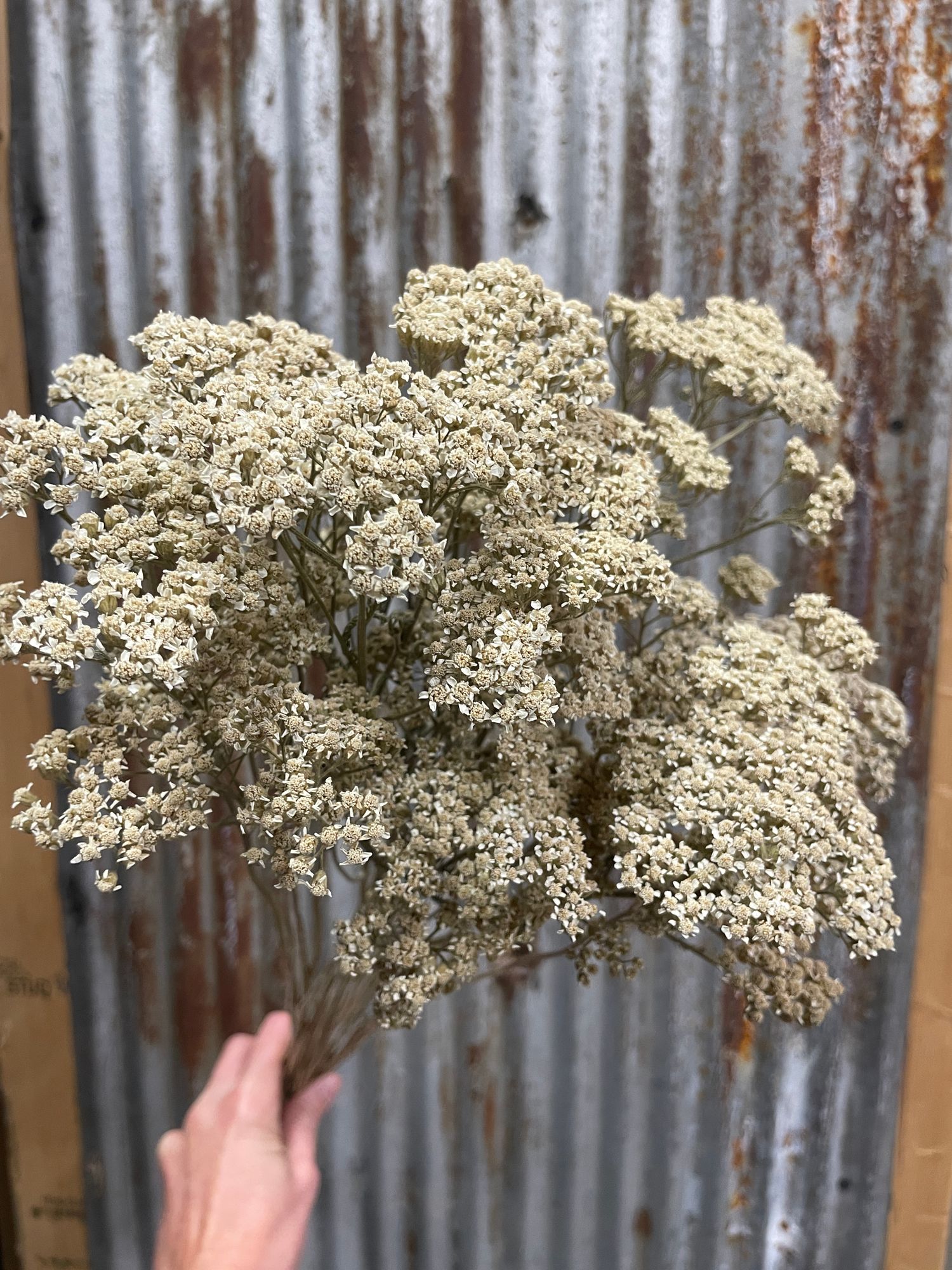 ACHILLEA millefolium
