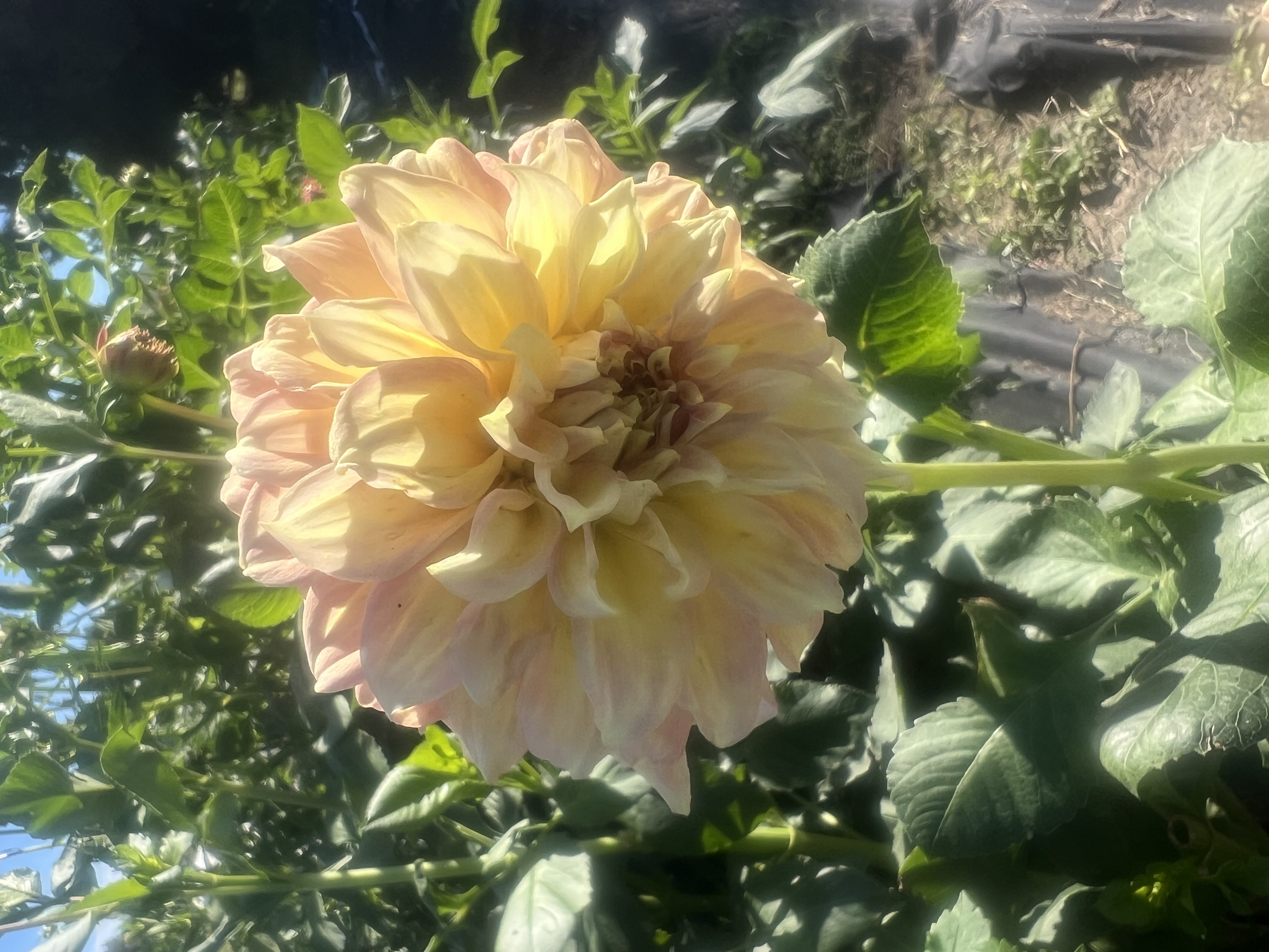 DAHLIA RM Golden Hour