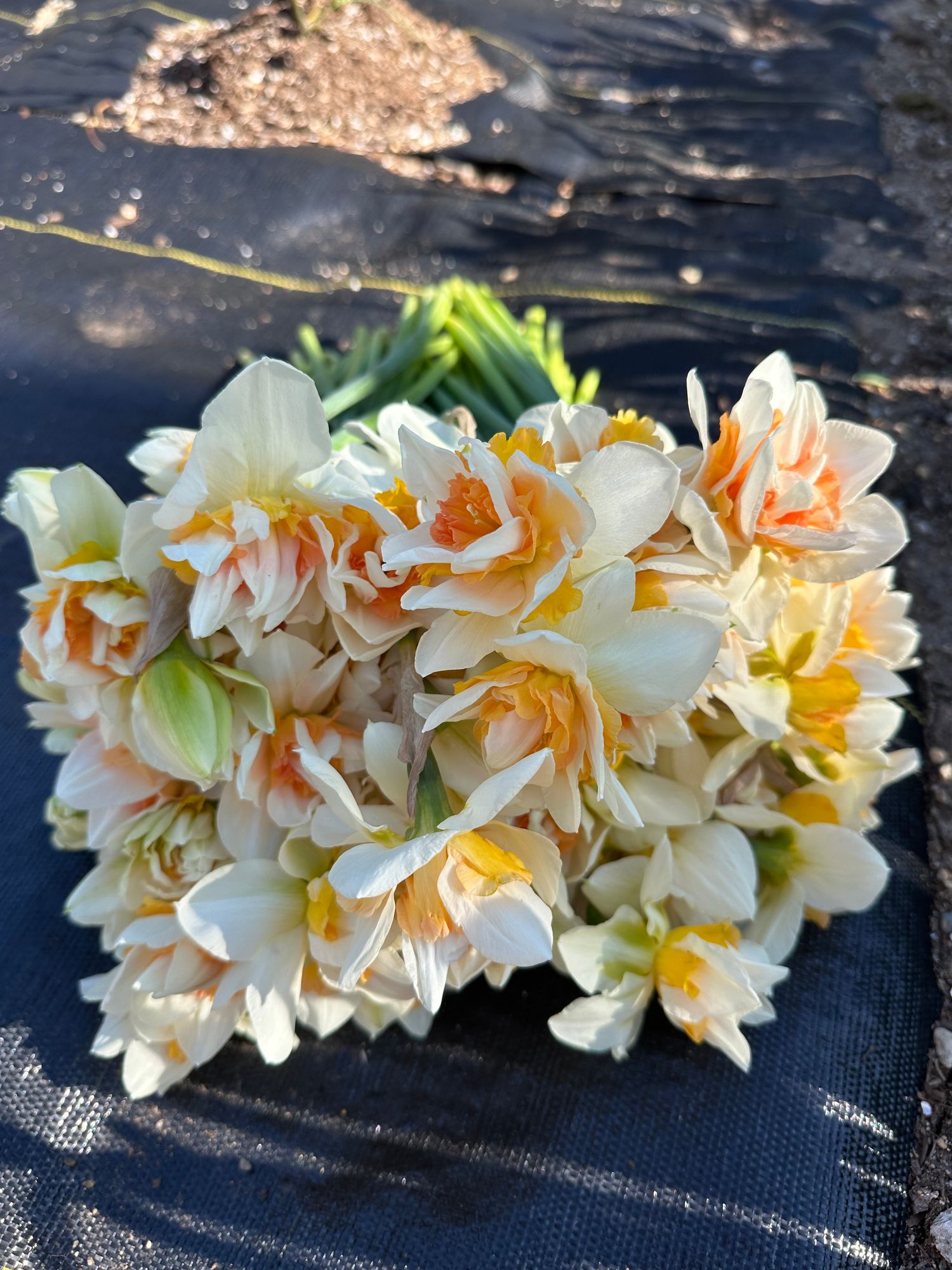 NARCISSUS Delnashaugh