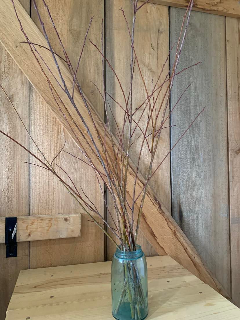 SALIX discolor