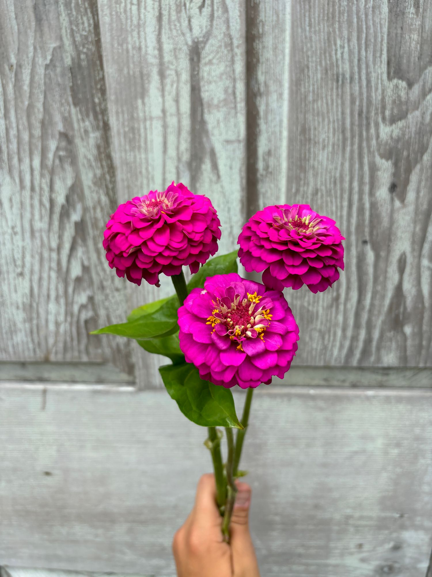 ZINNIA elegans Oklahoma Carmine Rose