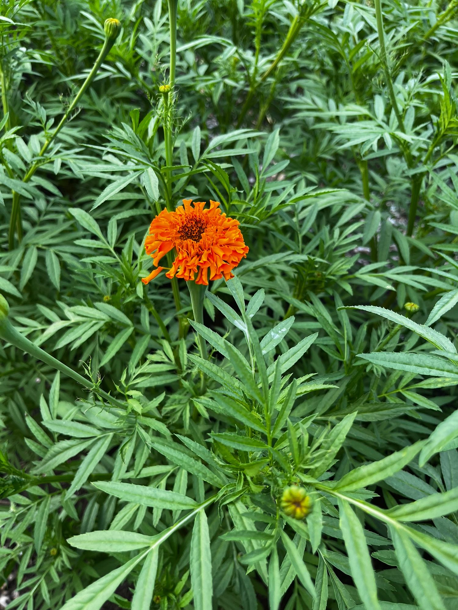 TAGETES erecta Chedi Orange