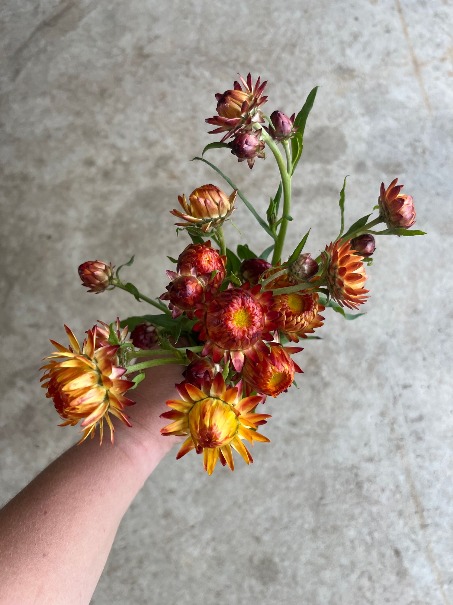 XEROCHRYSUM bracteatum King Size Orange
