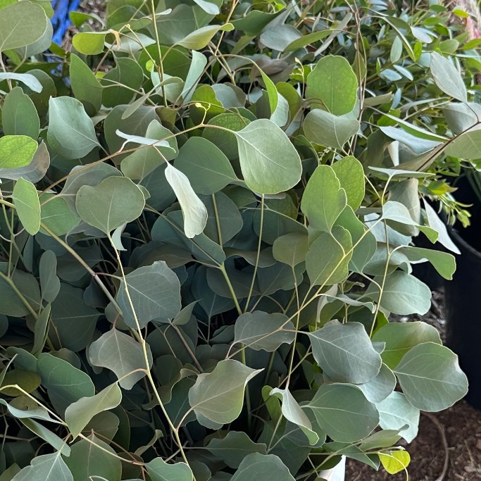 EUCALYPTUS polyanthemos