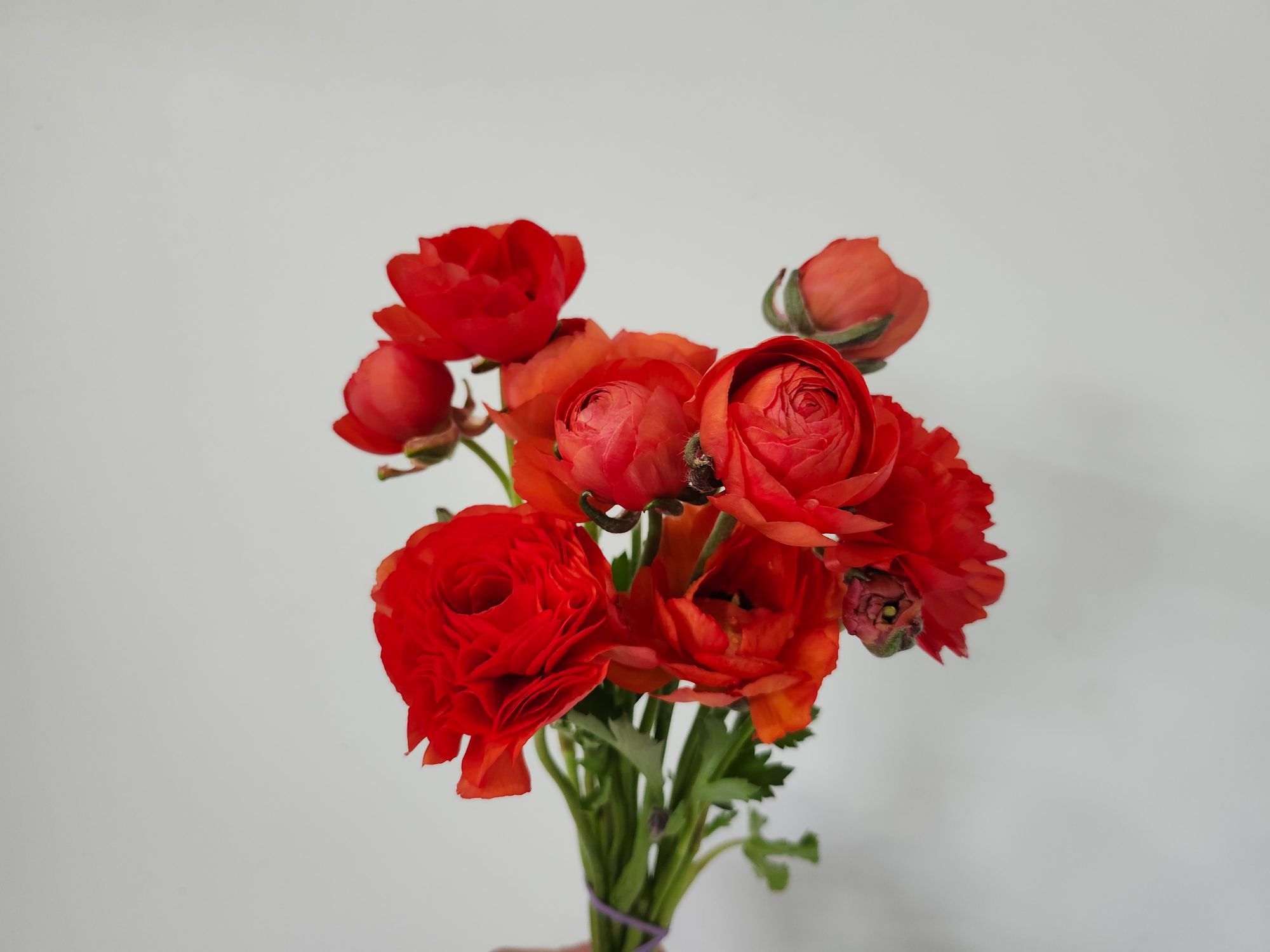 RANUNCULUS La Belle Orange