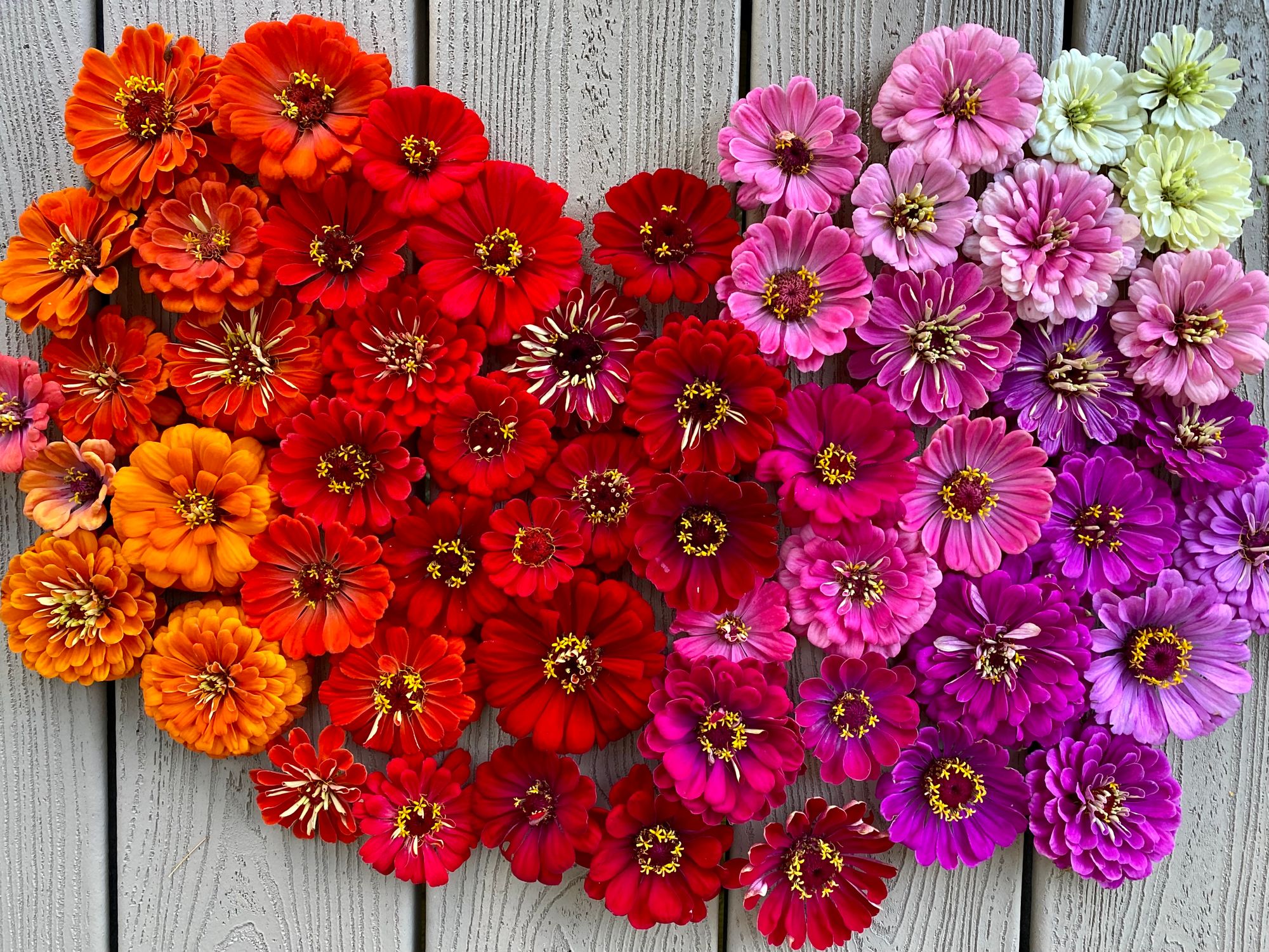 Mixed Zinnias