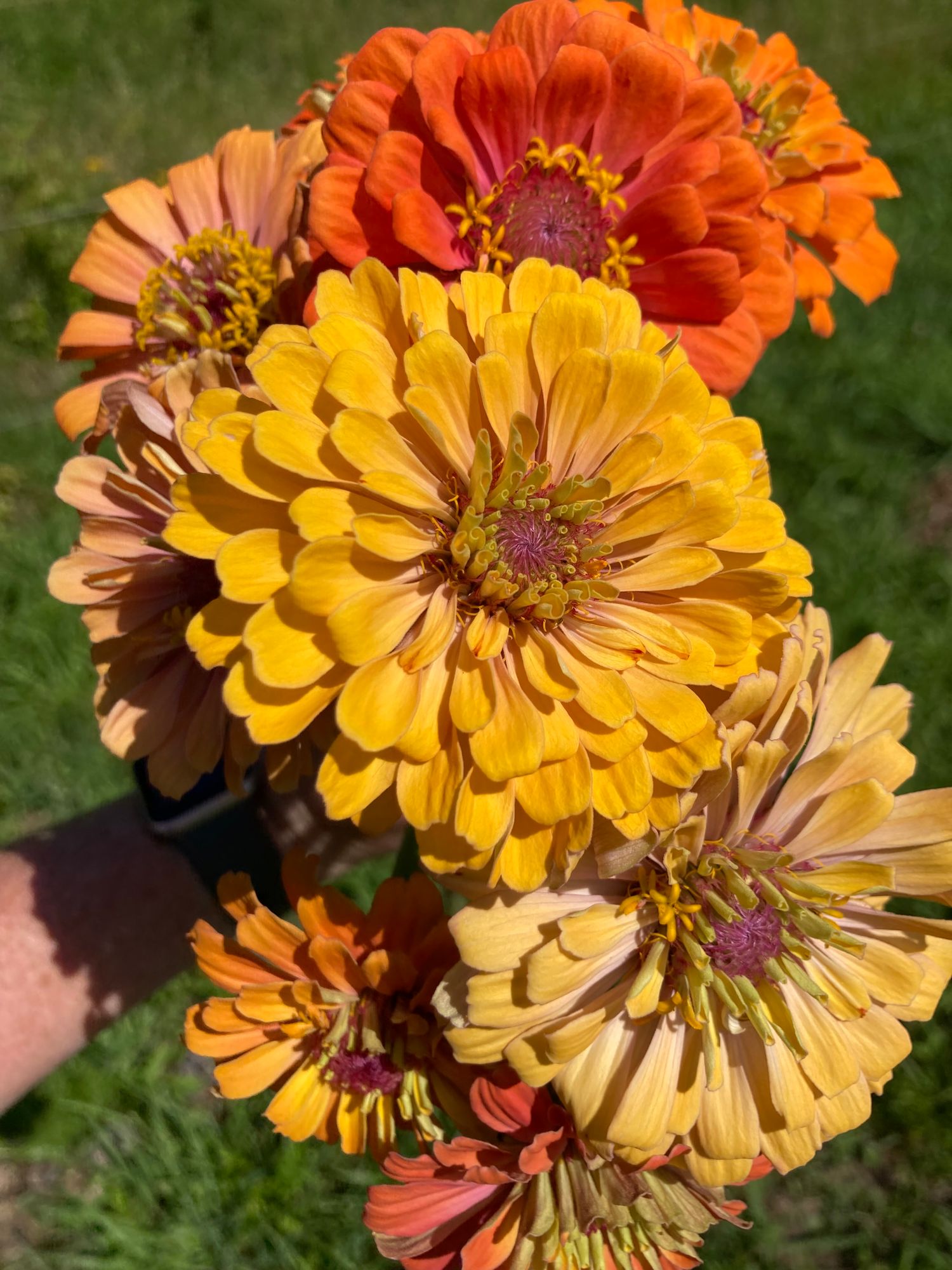 ZINNIA elegans Aurora