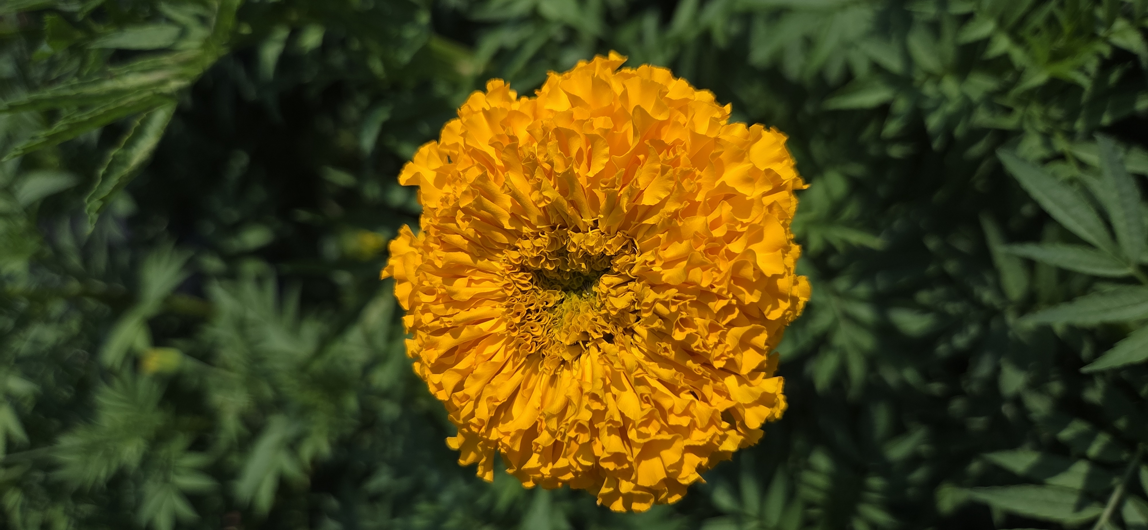 TAGETES erecta Coco Deep Orange
