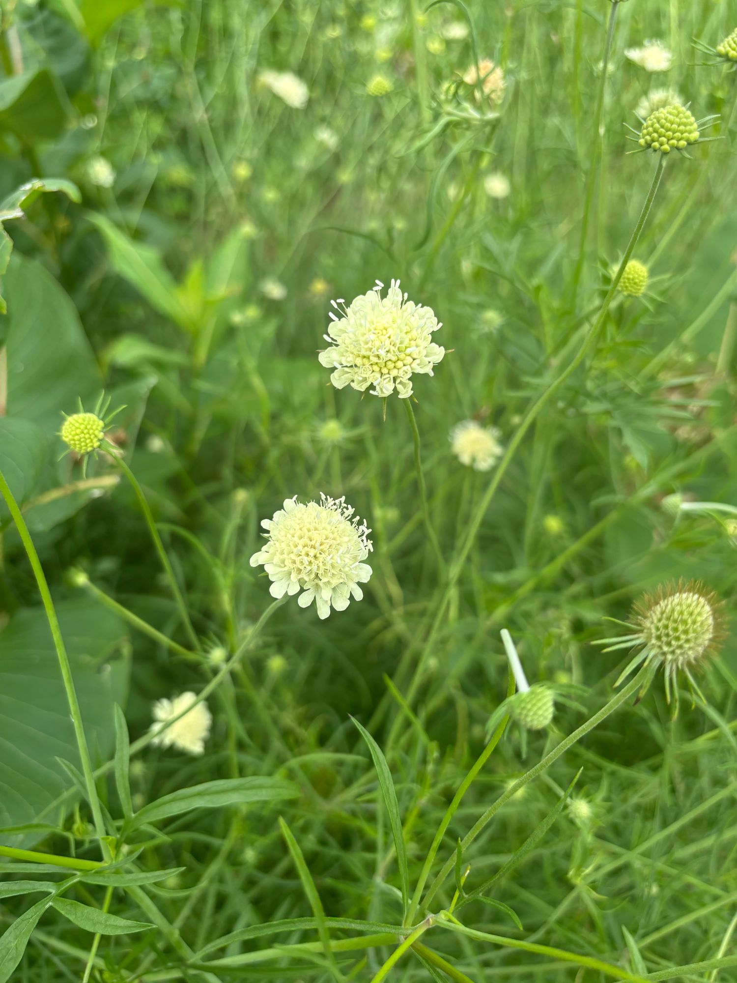 SCABIOSA ochroleuca
