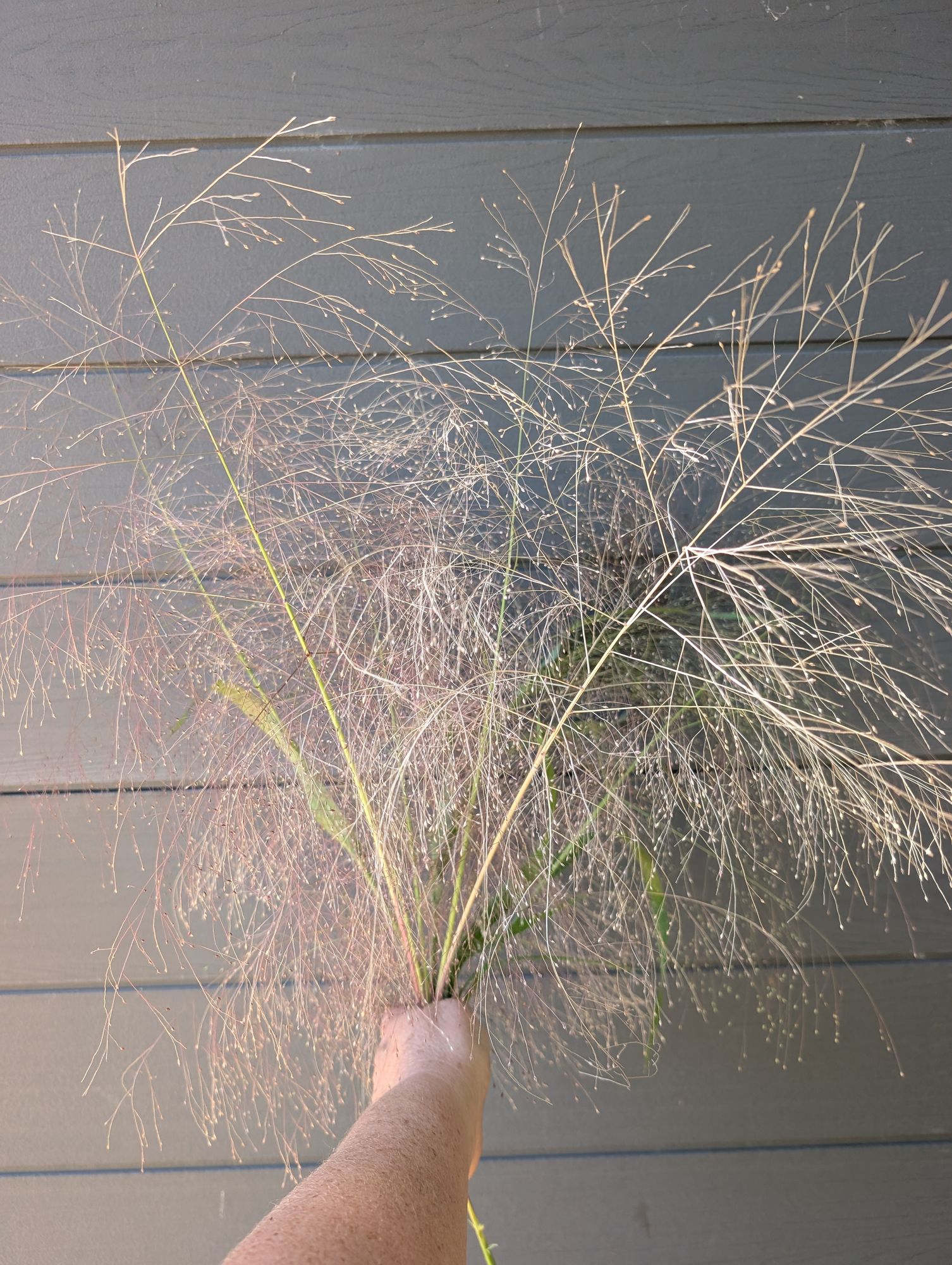 PANICUM elegans