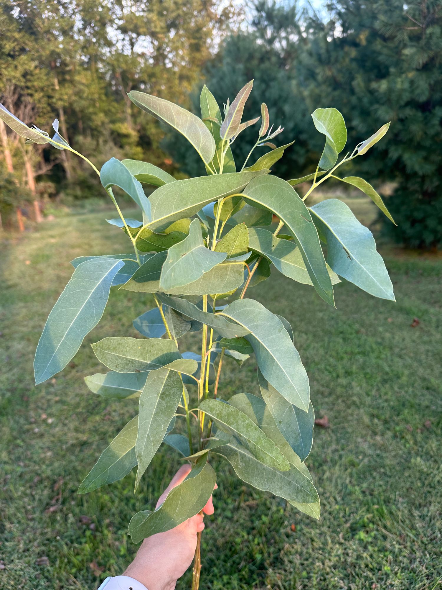 EUCALYPTUS tereticornis