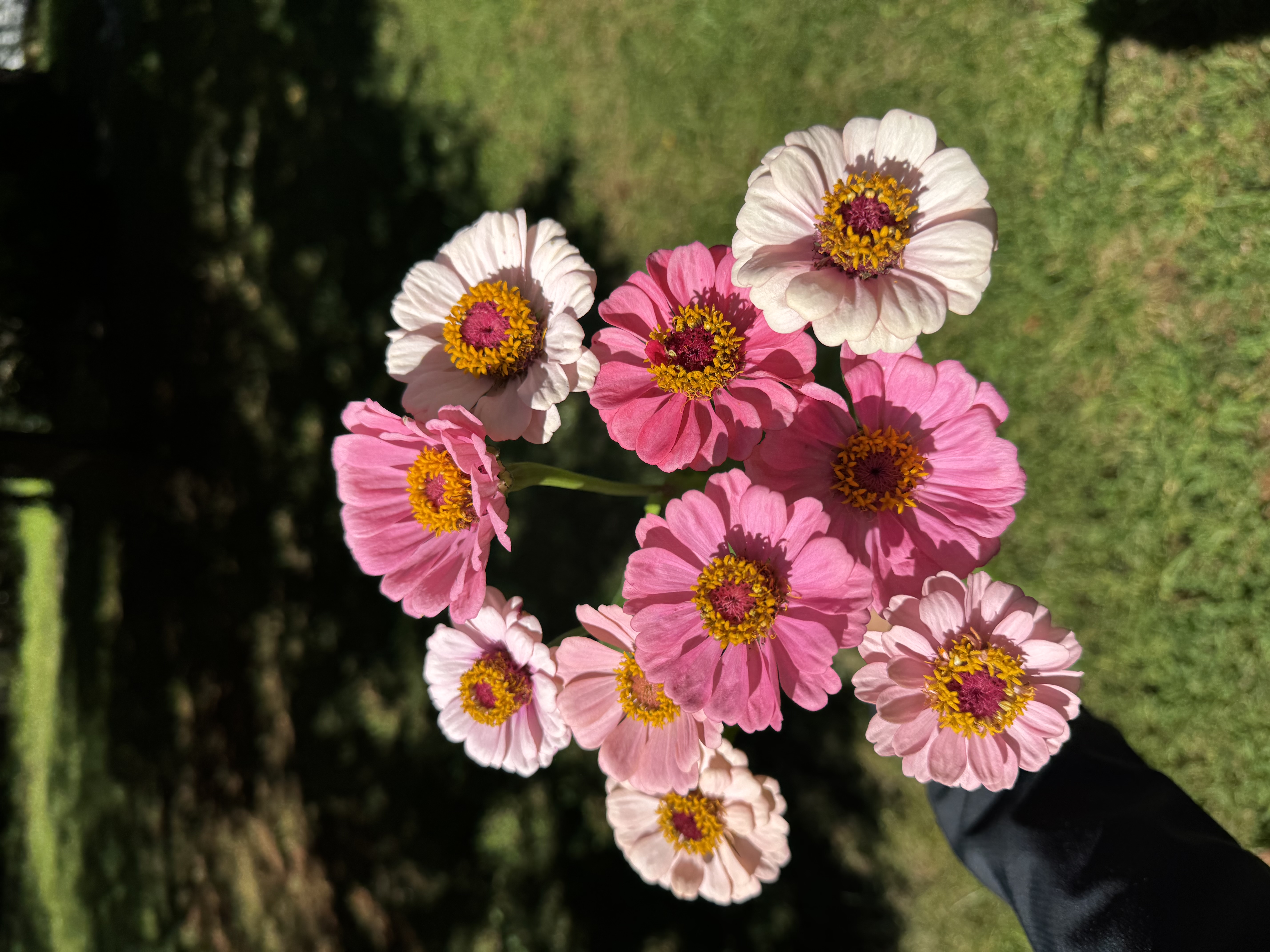 ZINNIA elegans Benary's Giant
