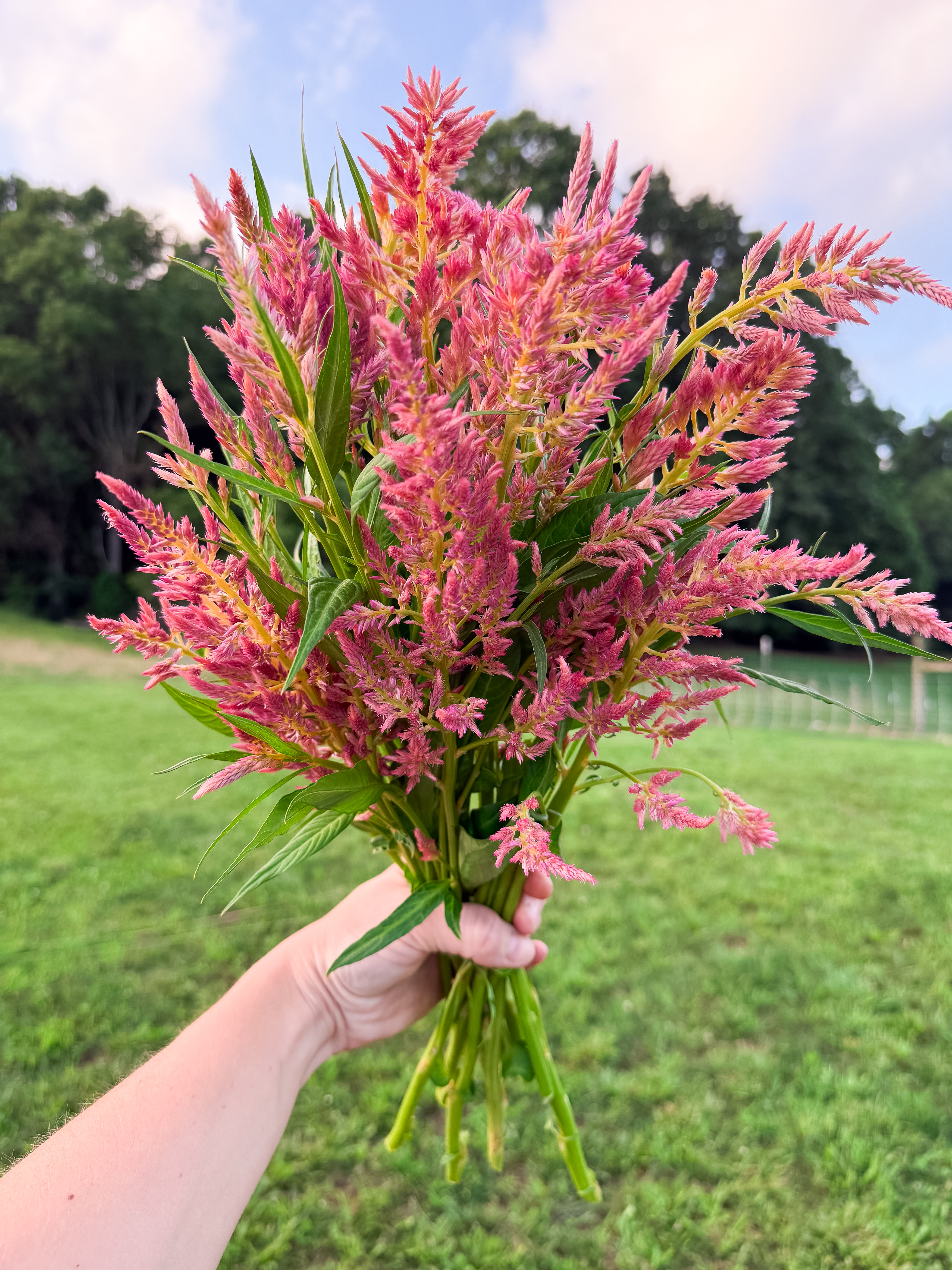 CELOSIA argentea spicata