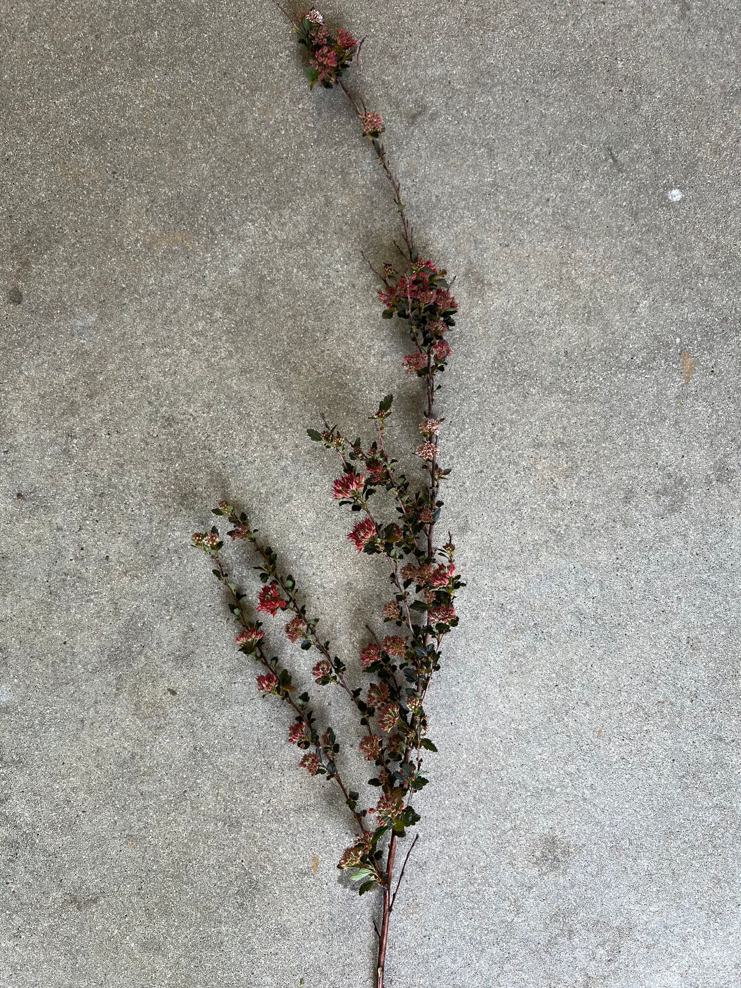 PHYSOCARPUS opulifolius Diabolo