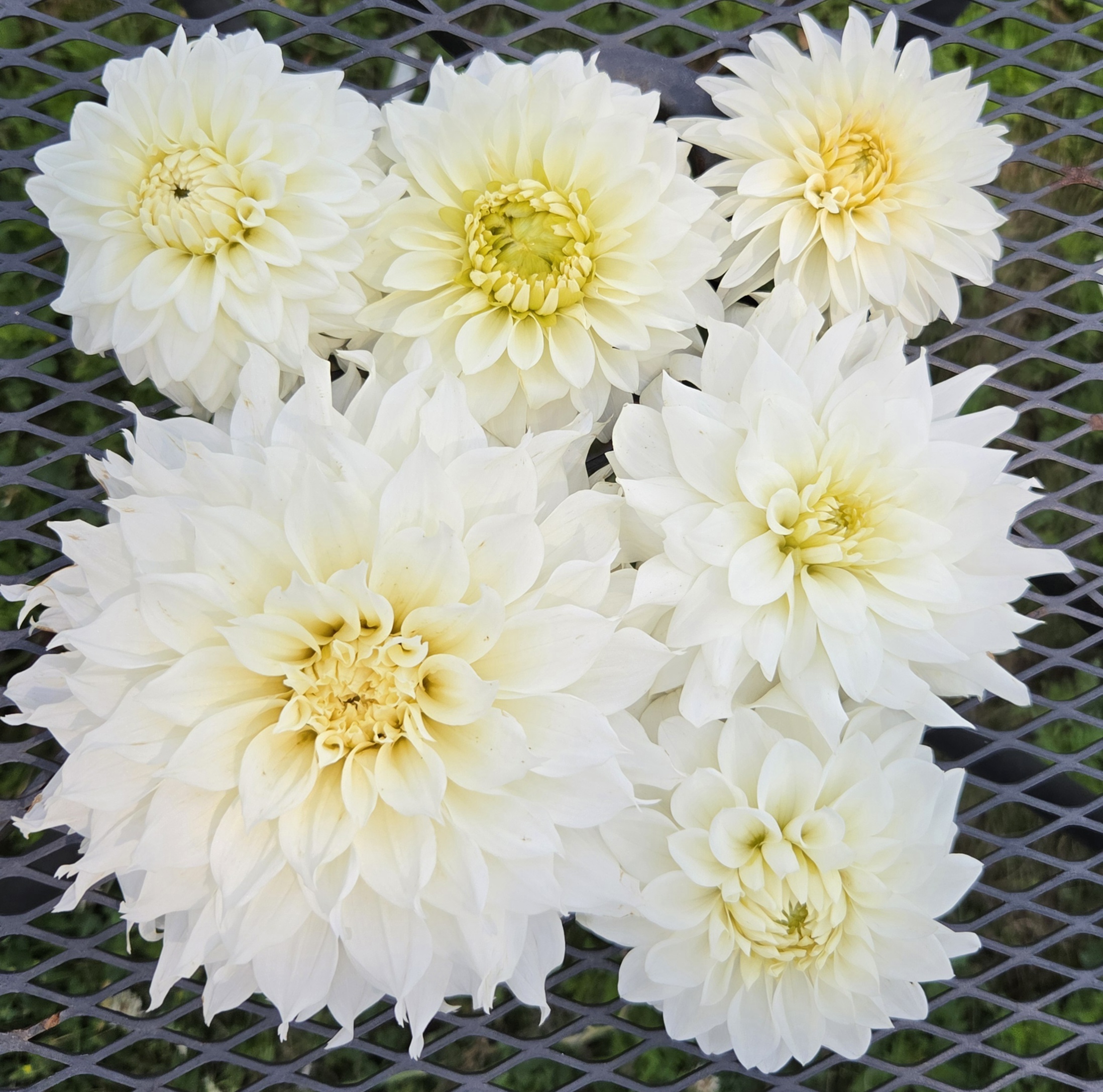 DAHLIA