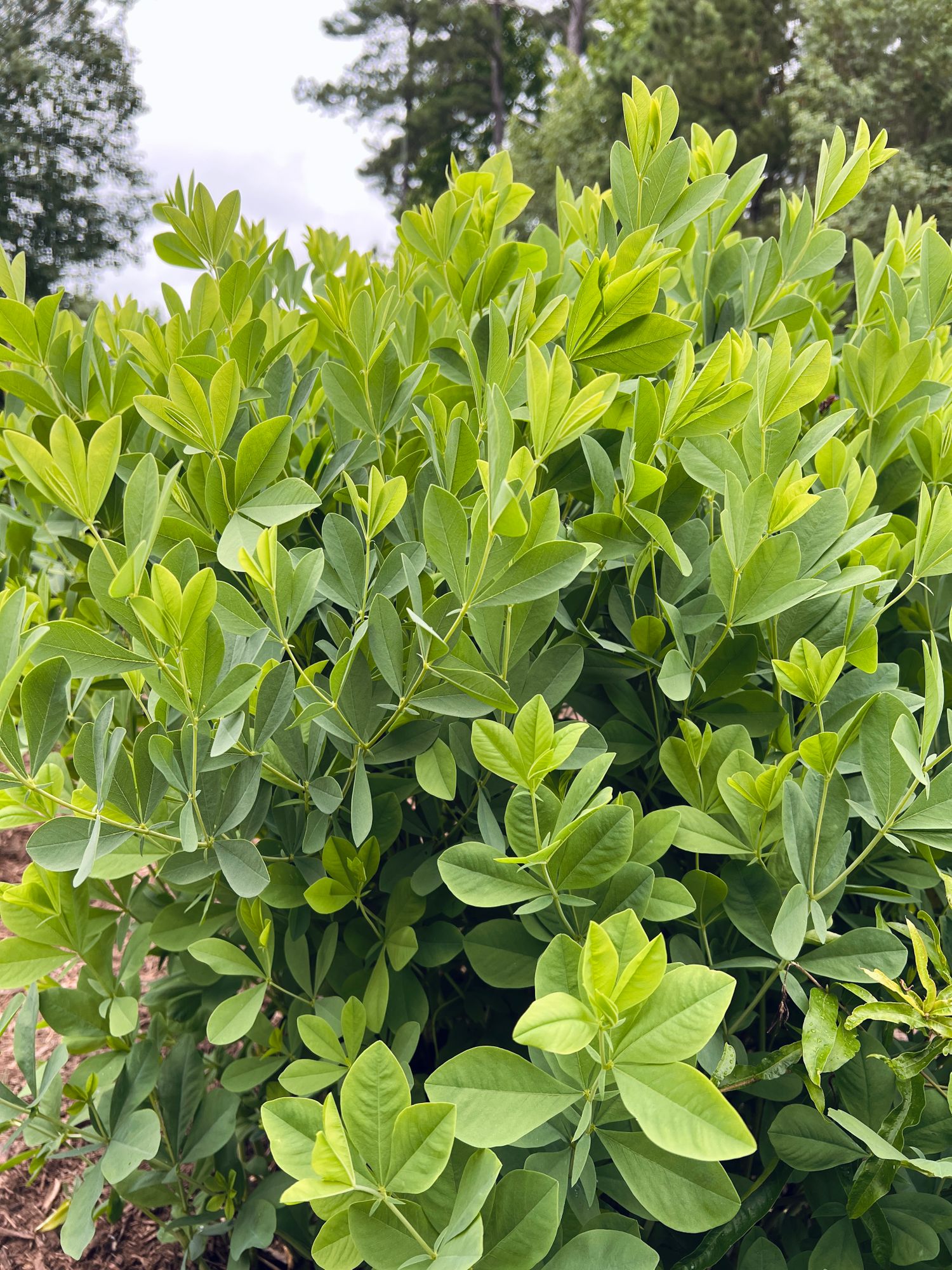 BAPTISIA australis